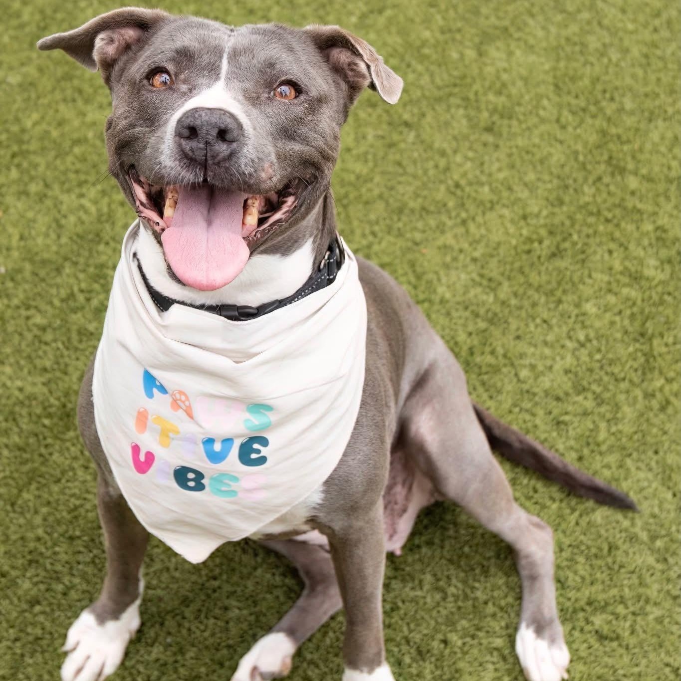 Enlarge Dolly, a Adoptable Pit Bull Terrier in Scottsdale, AZ image 1/5