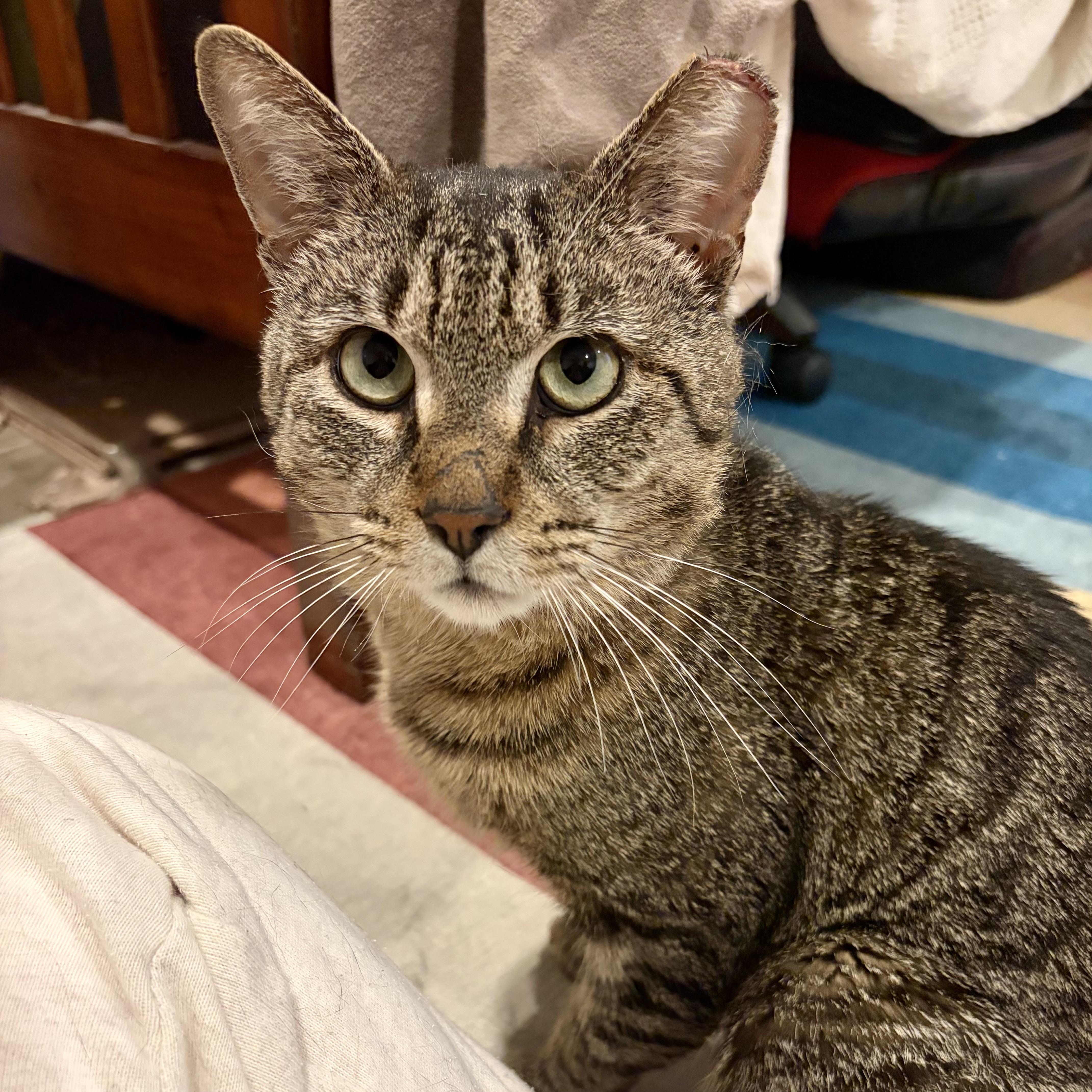 Al Dente, Adoptable, Adult Male Domestic Short Hair.
