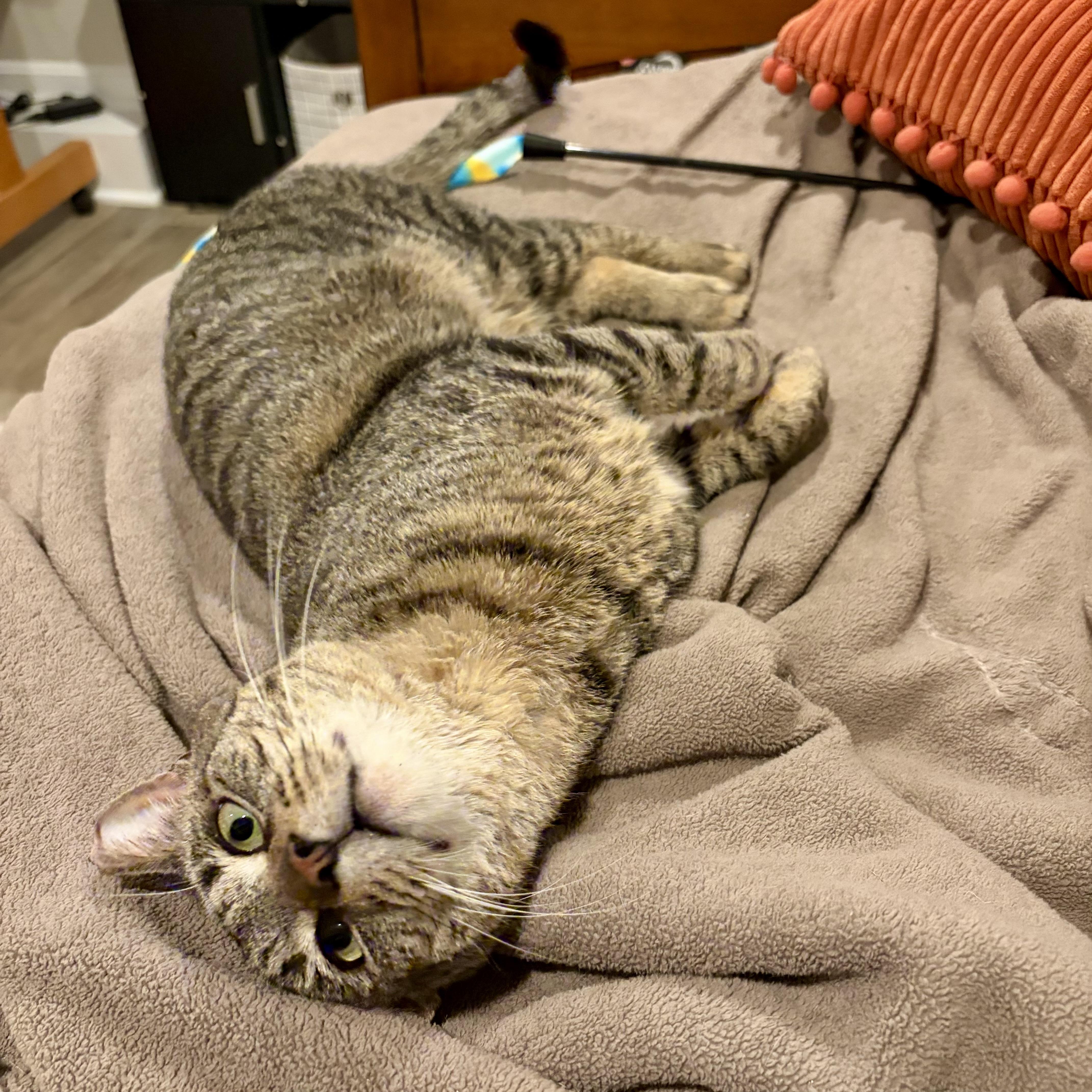 Enlarge Al Dente, a Adoptable Domestic Short Hair in Alexandria, VA image 4/6