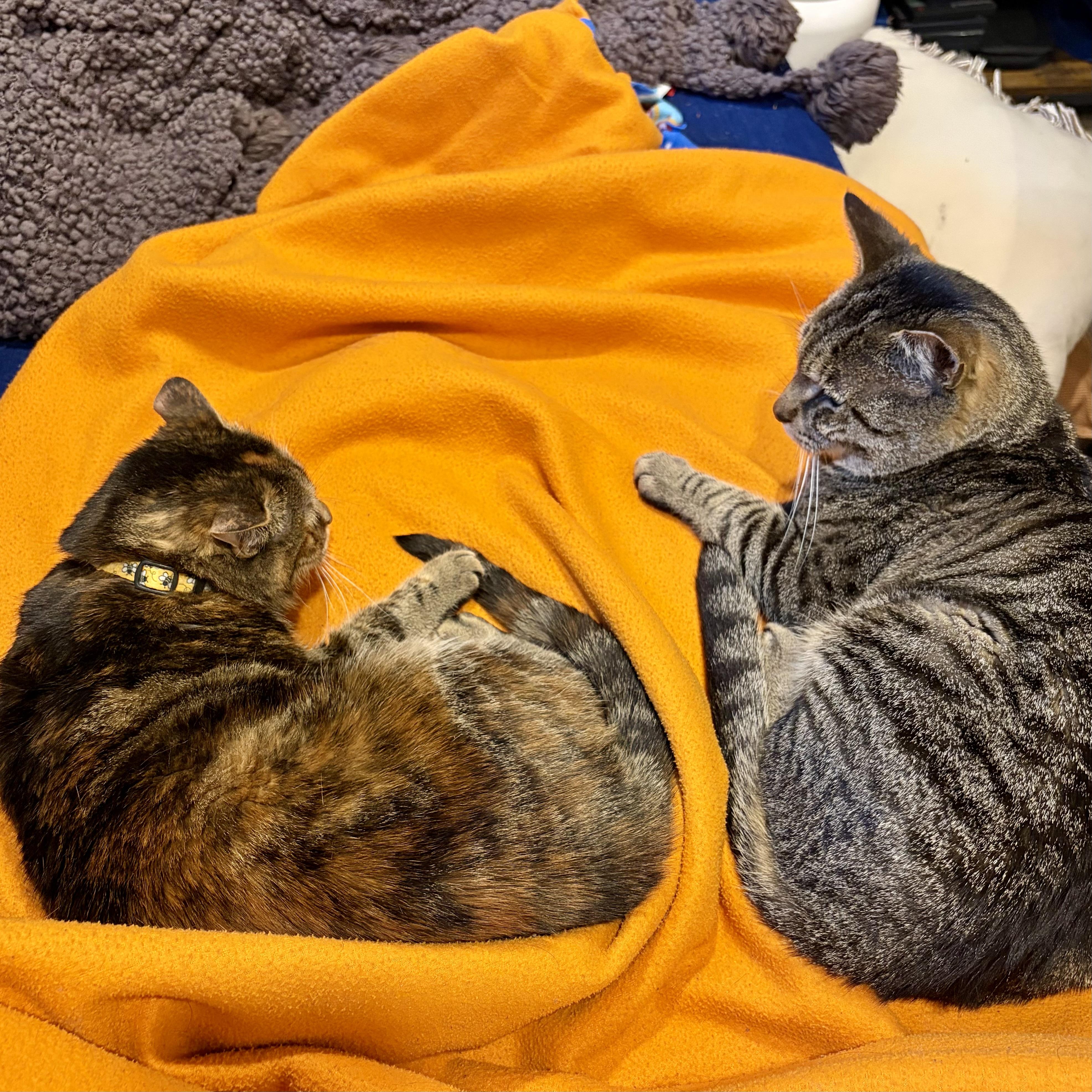 Enlarge Al Dente, a Adoptable Domestic Short Hair in Alexandria, VA image 6/6