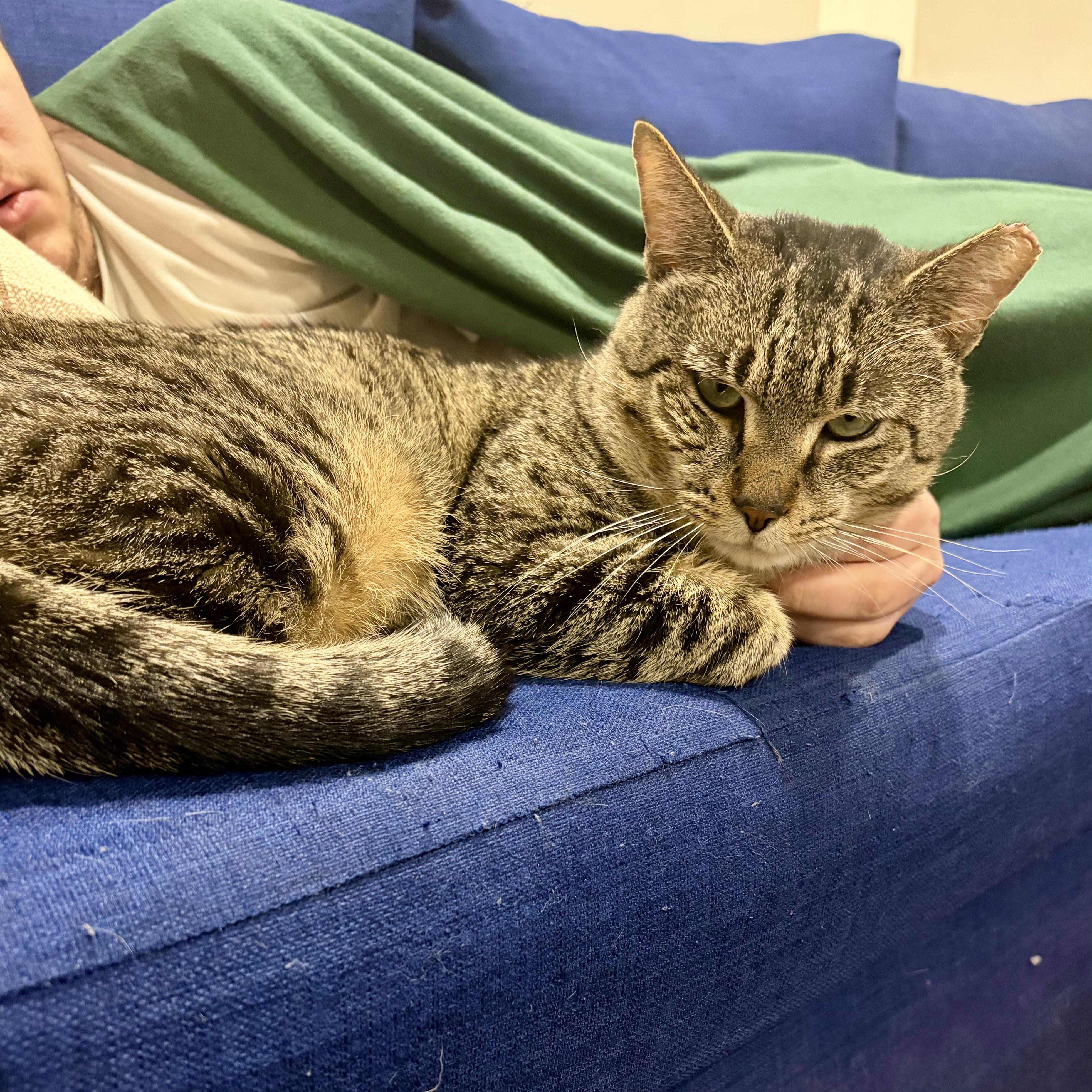 Enlarge Al Dente, a Adoptable Domestic Short Hair in Alexandria, VA image 3/6