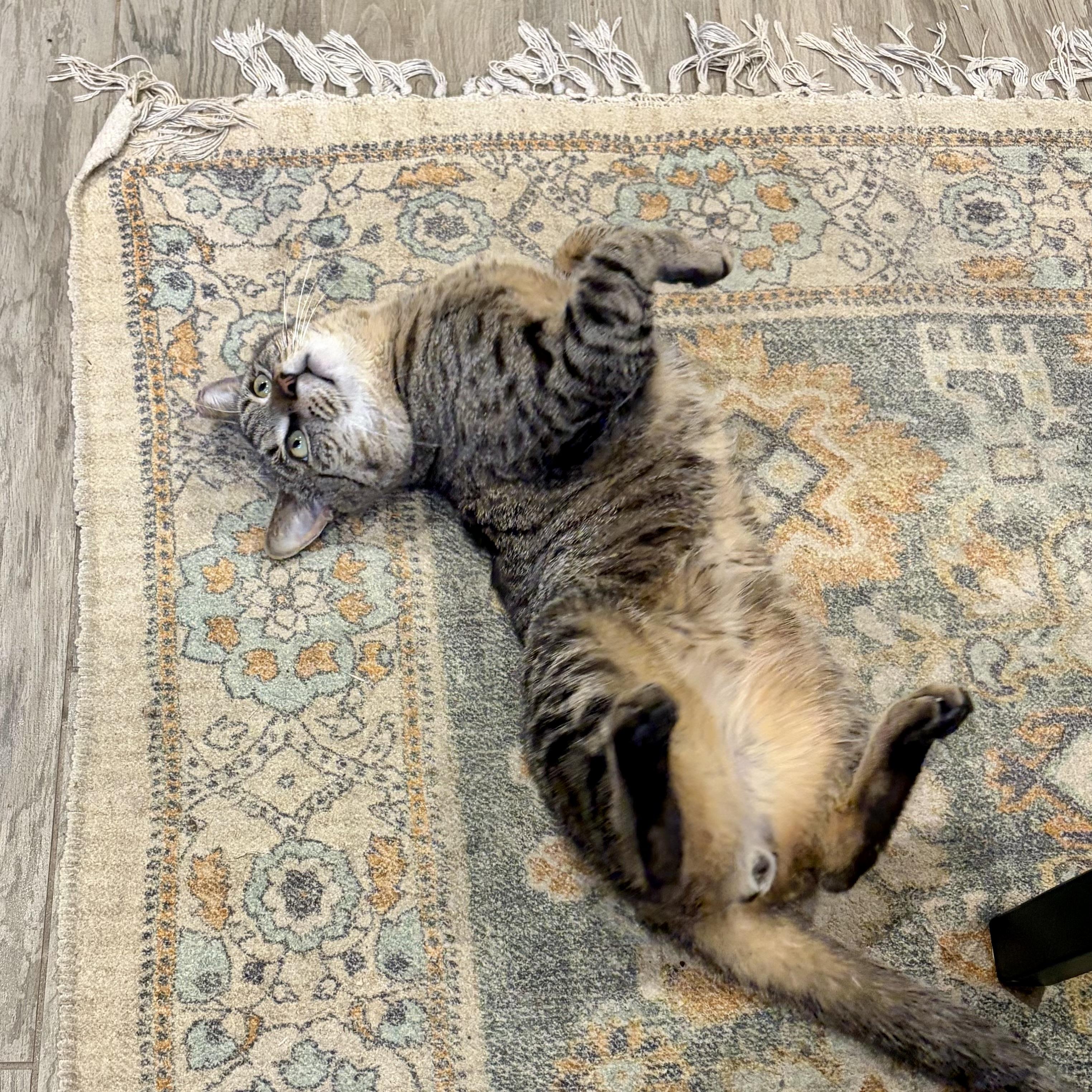 Enlarge Al Dente, a Adoptable Domestic Short Hair in Alexandria, VA image 2/6
