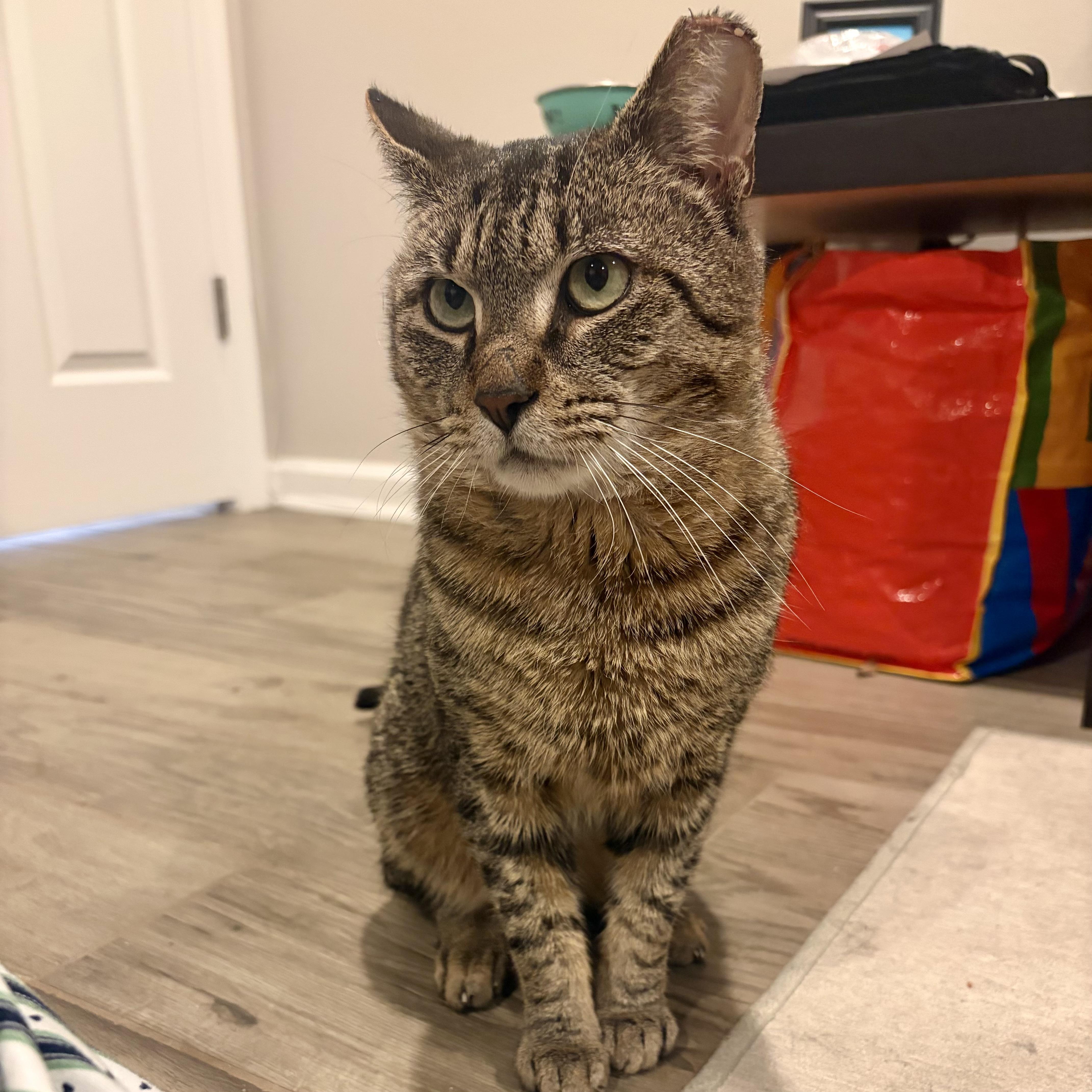 Enlarge Al Dente, a Adoptable Domestic Short Hair in Alexandria, VA image 5/6