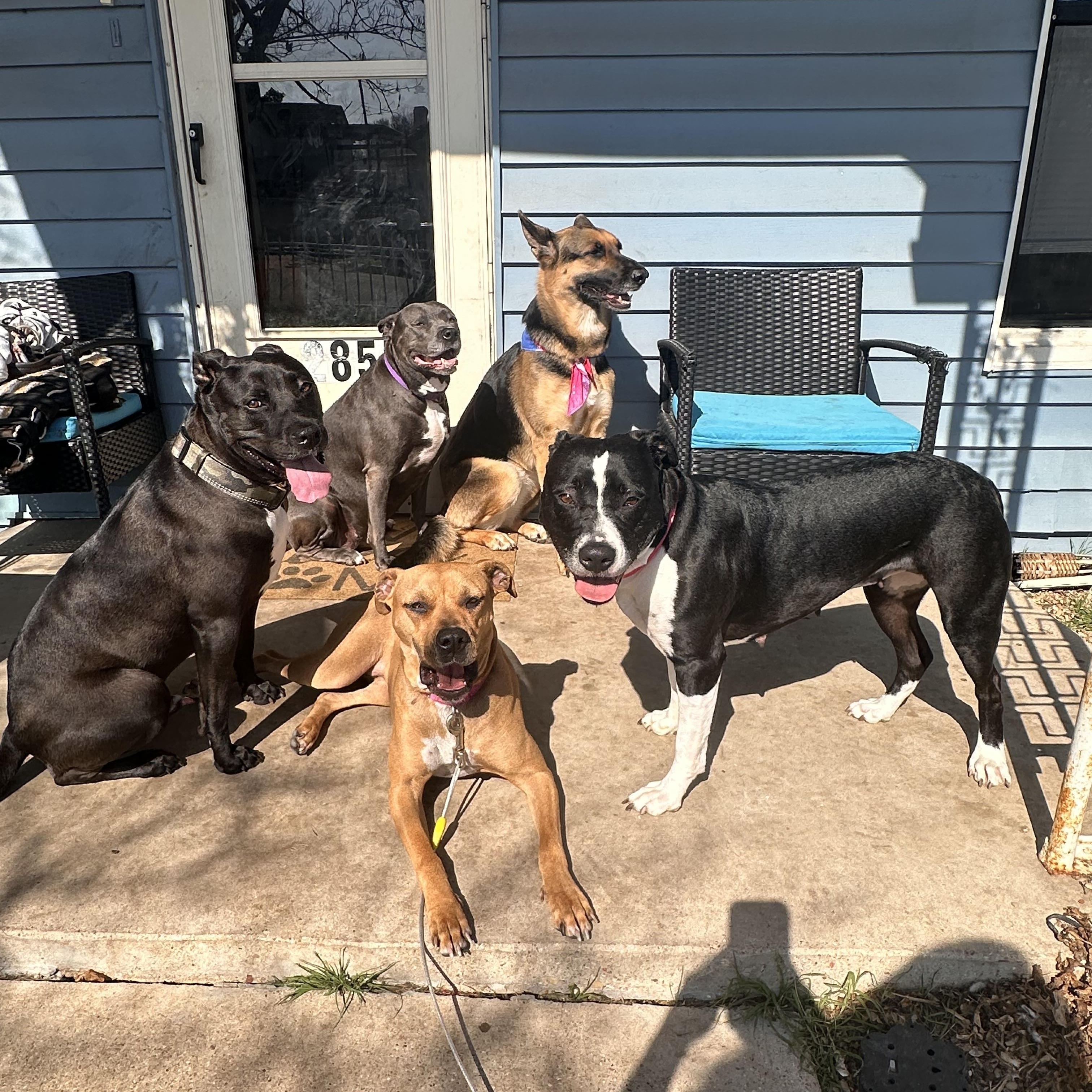 Penny, Adoptable, Young Female German Shepherd Dog.