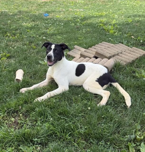 Enlarge Polly, a Adoptable mixed breed in Lafayette Hill, PA image 2/3