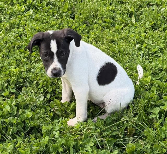 Enlarge Polly, a ADOPTABLE mixed breed in Lafayette Hill, PA image 2/3