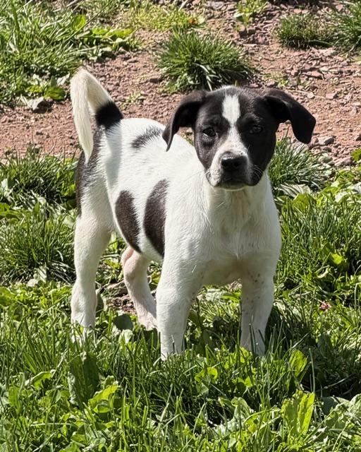 Polly, ADOPTABLE, Puppy Female Labrador Retriever & Hound.