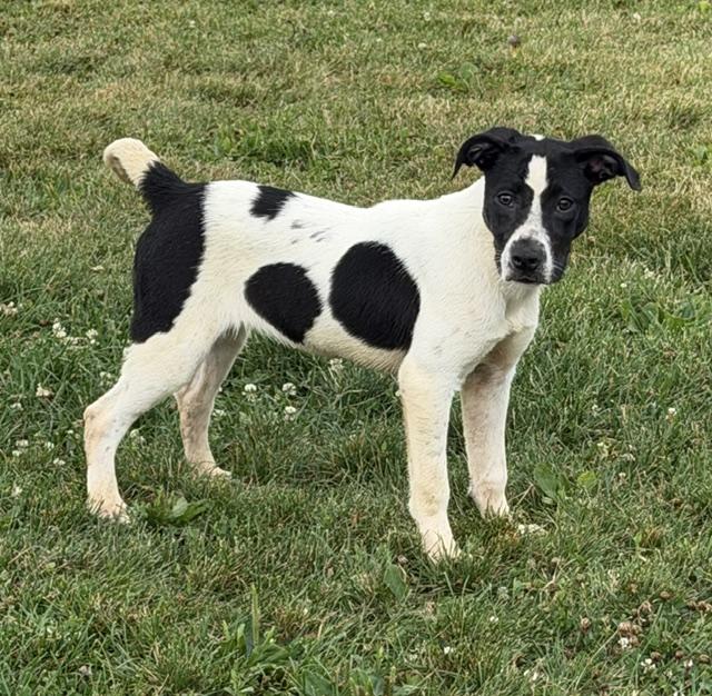 Enlarge Polly, a Adoptable mixed breed in Lafayette Hill, PA image 1/3