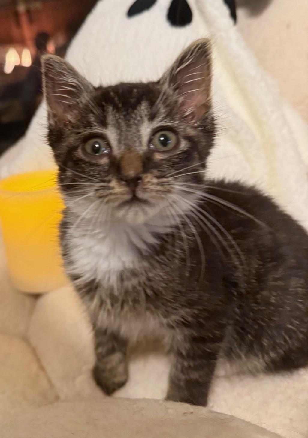 Edward, an adopted Domestic Short Hair in Floyd, VA image 3/5