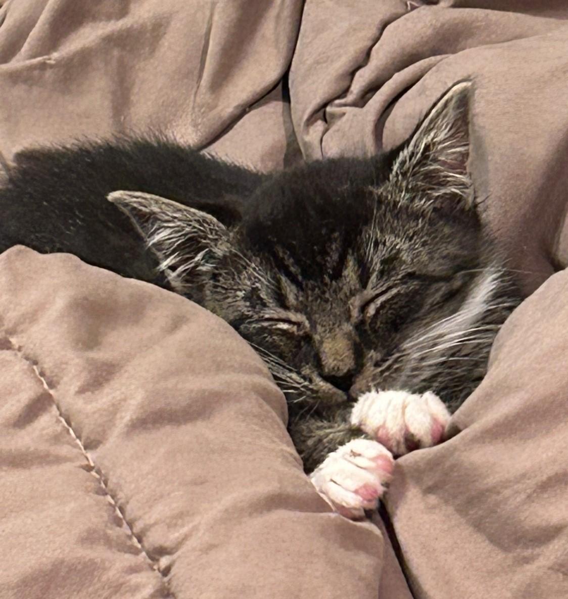 Edward, an adopted Domestic Short Hair in Floyd, VA image 4/5