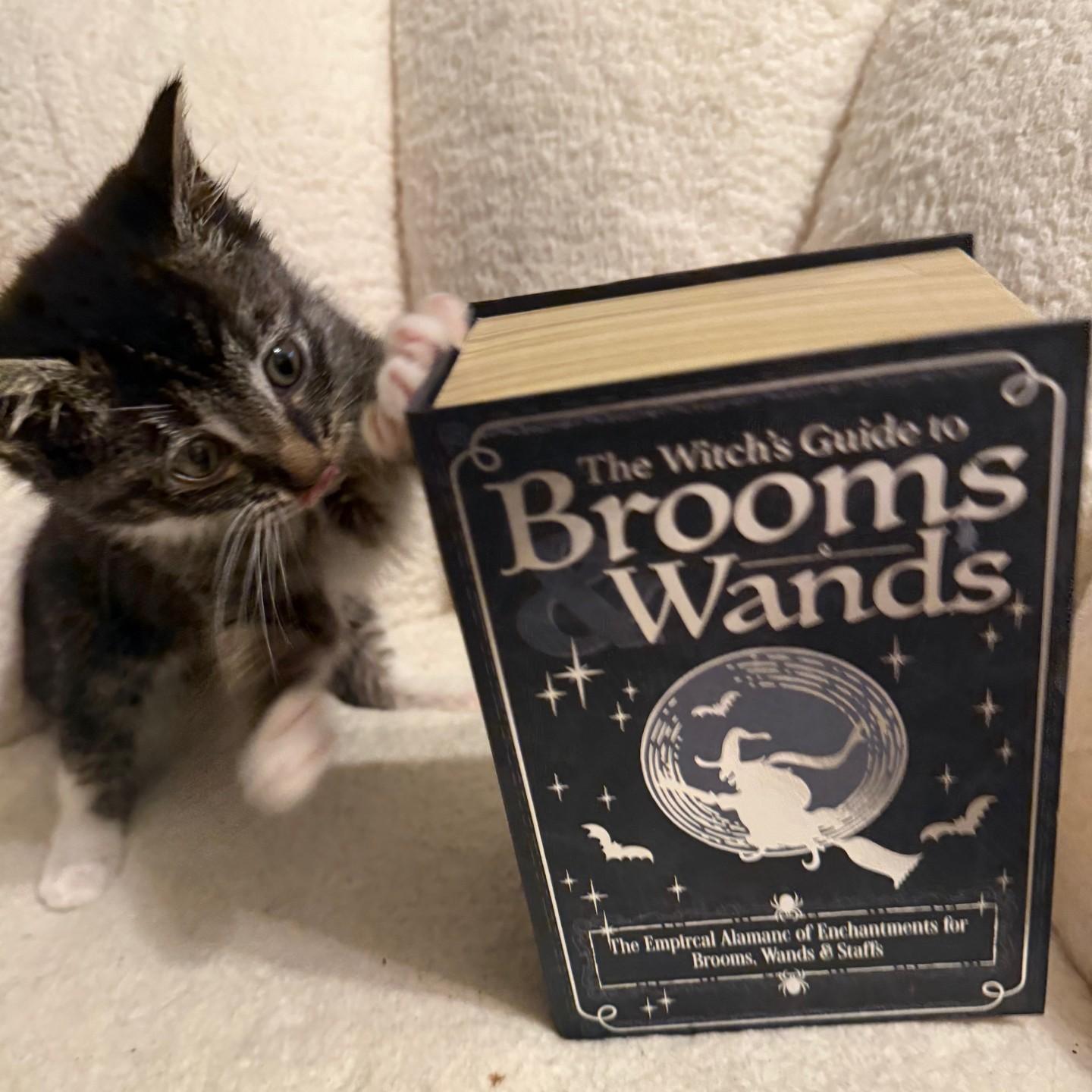 Edward, an adopted Domestic Short Hair in Floyd, VA image 1/5