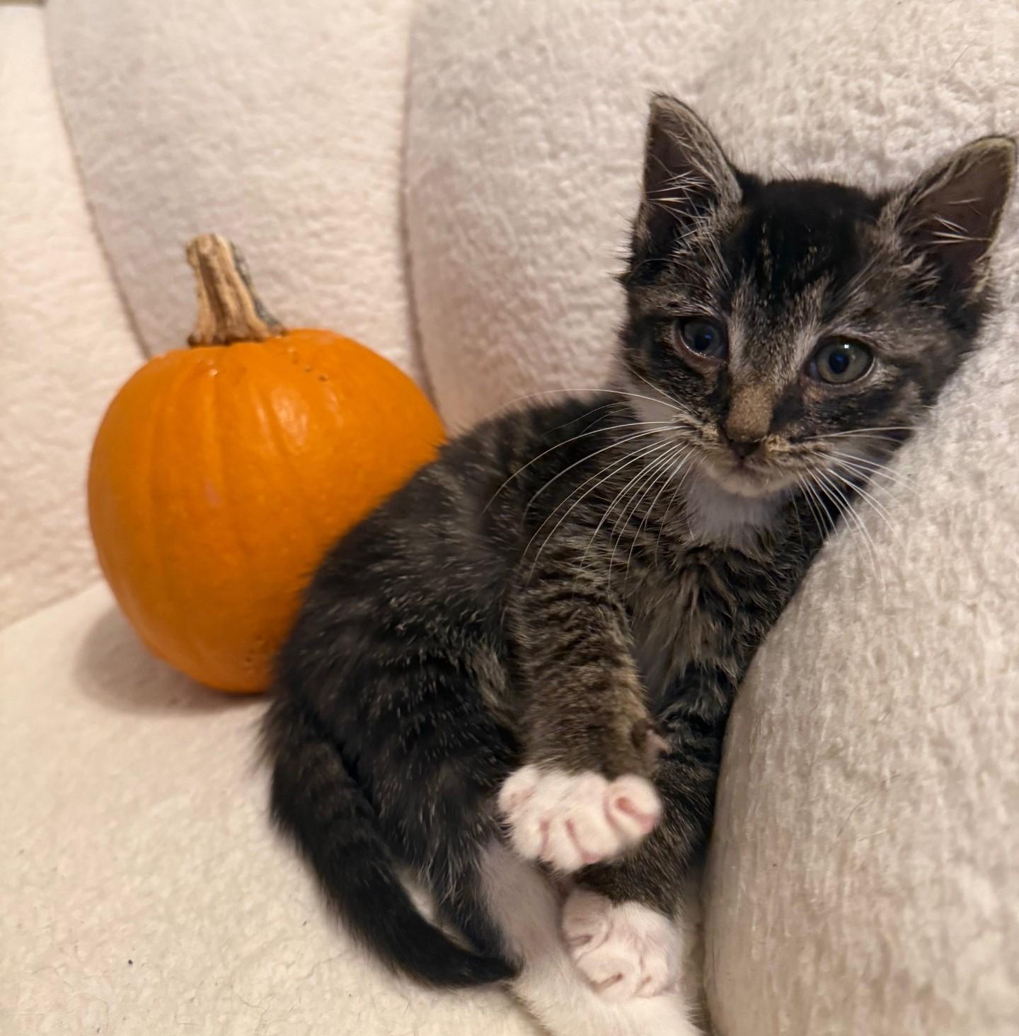Edward, an adopted Domestic Short Hair in Floyd, VA image 5/5