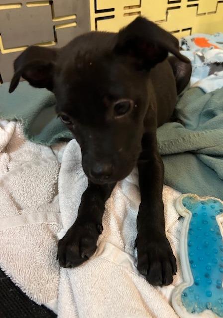 Claire, Adoptable, Young Female Terrier.