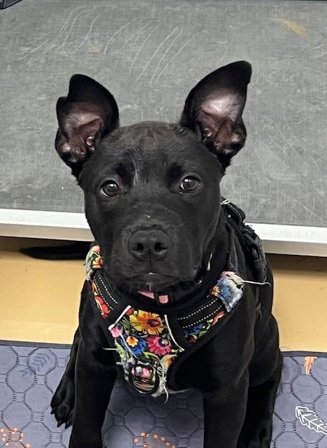 Enlarge Claire, a Adoptable mixed breed in Manchester, TN image 1/2