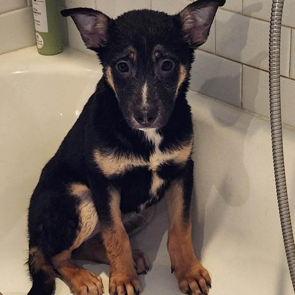 Enlarge Alice, a Adoptable mixed breed in Centralia, WA image 1/2