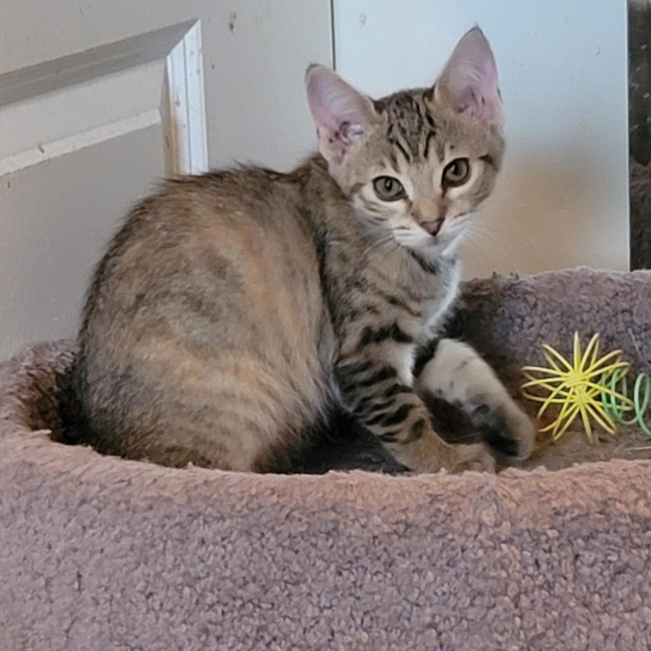Enlarge Sofia, a Adoptable Domestic Short Hair in Orlando, FL image 5/5