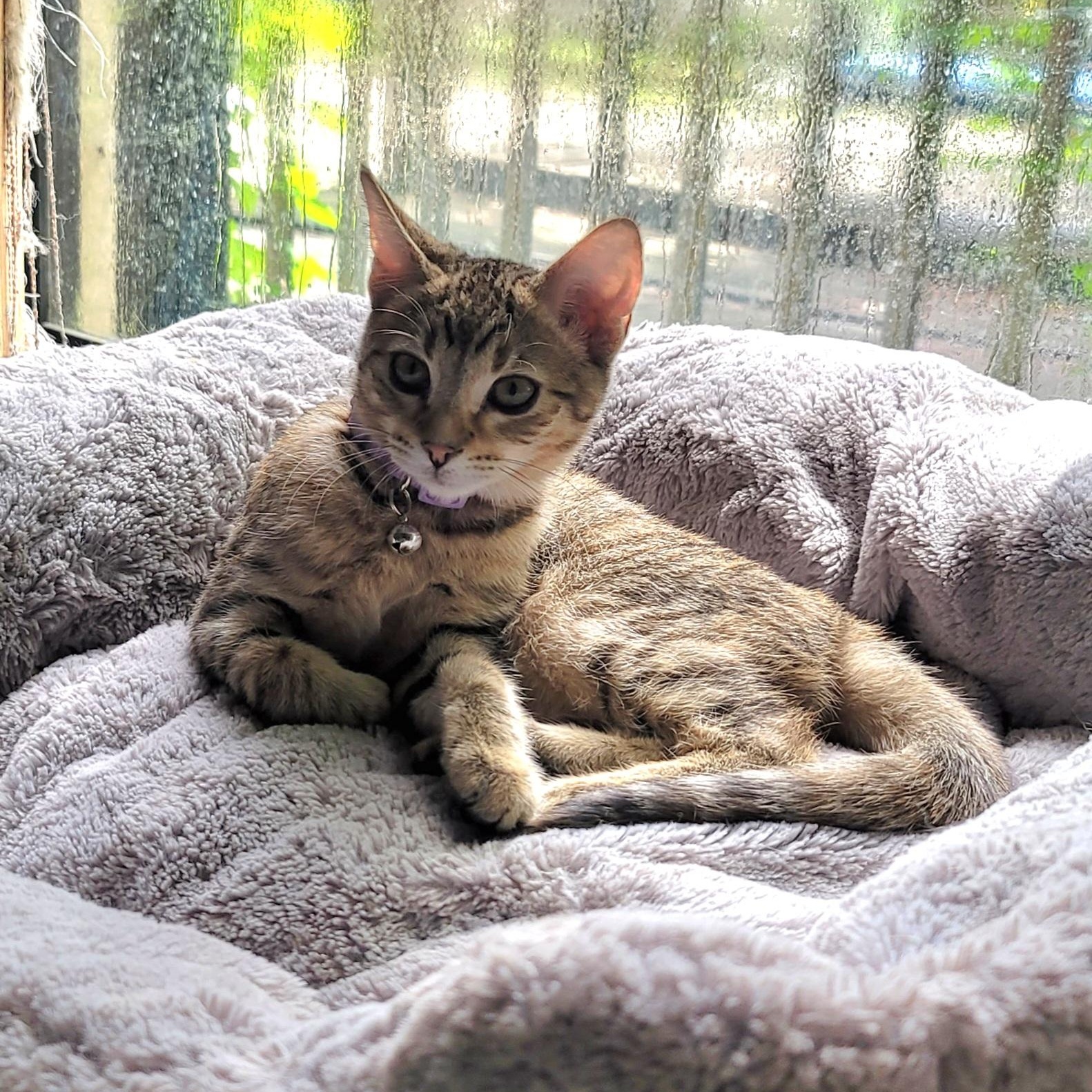 Enlarge Sofia, a Adoptable Domestic Short Hair in Orlando, FL image 2/5