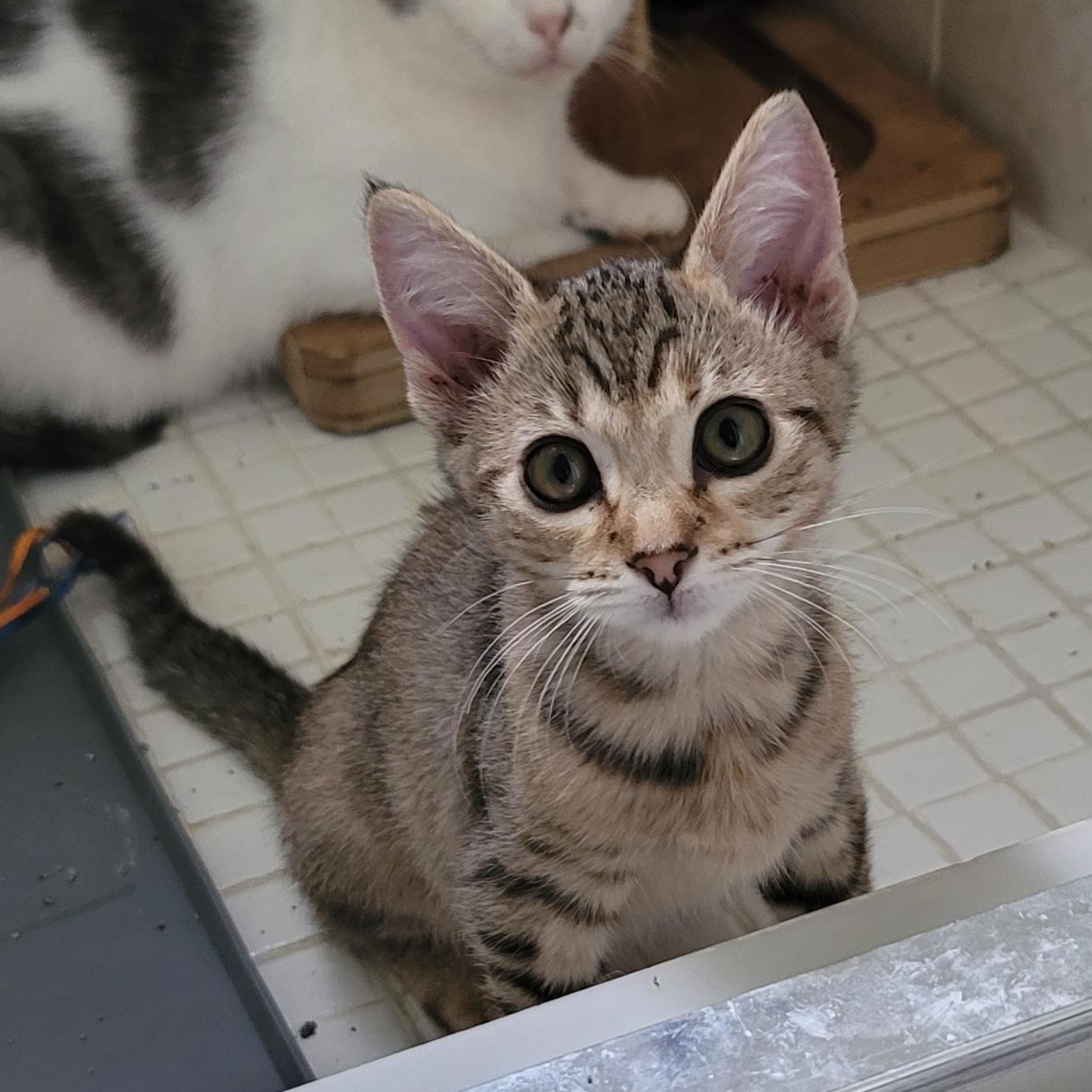 Enlarge Sofia, a Adoptable Domestic Short Hair in Orlando, FL image 4/5