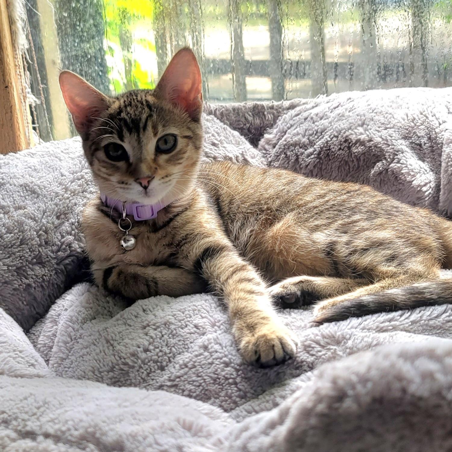 Sofia, Adoptable, Kitten Female Domestic Short Hair.