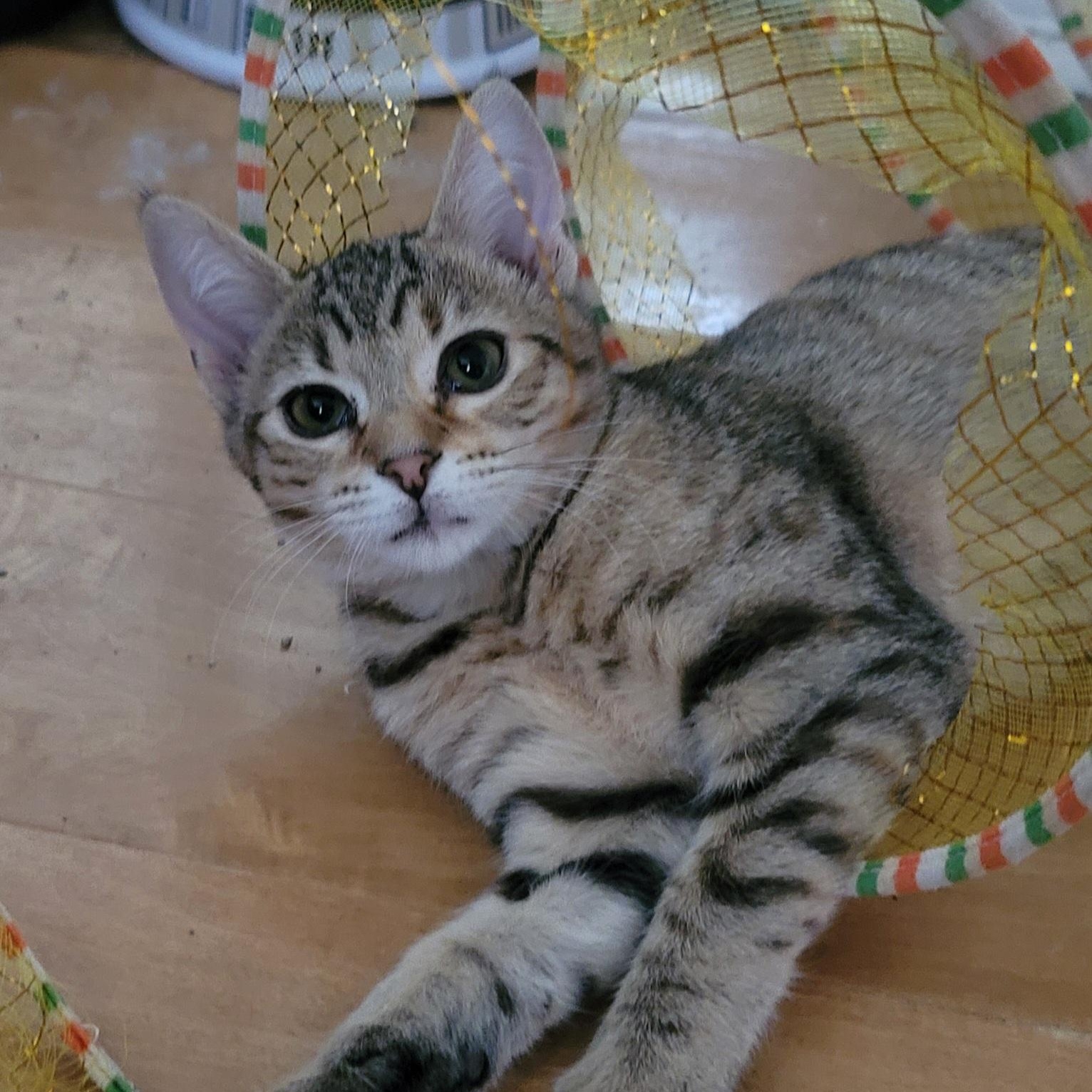 Enlarge Sofia, a Adoptable Domestic Short Hair in Orlando, FL image 3/5