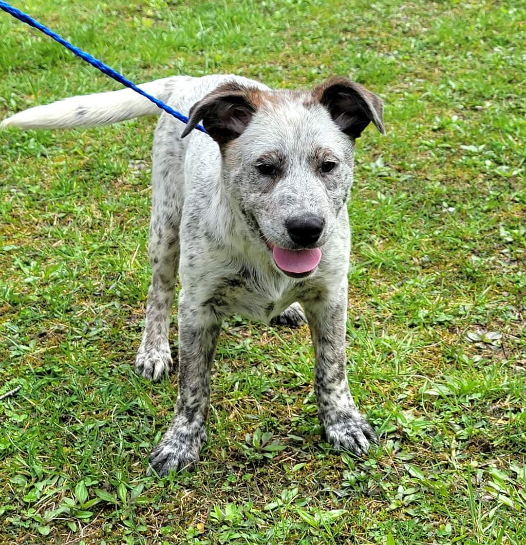 Phoebe, Young Female Australian Cattle Dog / Blue Heeler