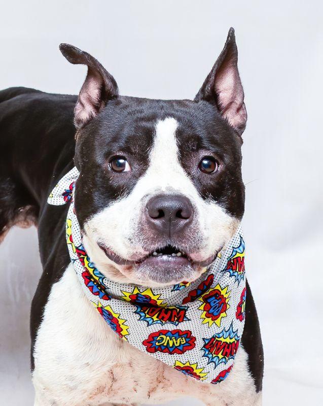 Shock Wave, a Adoptable mixed breed in Sanford, FL image 1/2