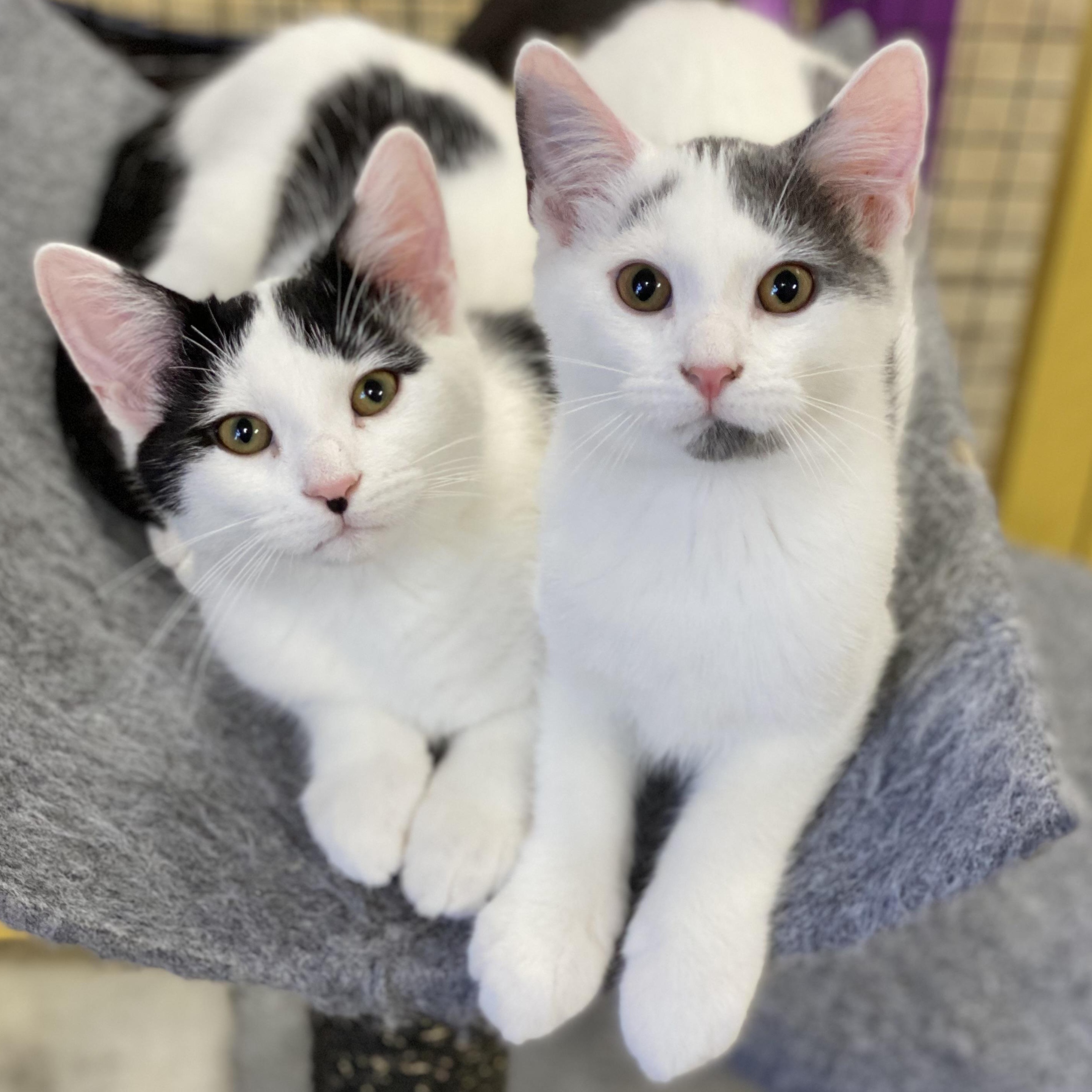 Checkers, a Adoptable Domestic Short Hair in Collierville, TN image 4/4