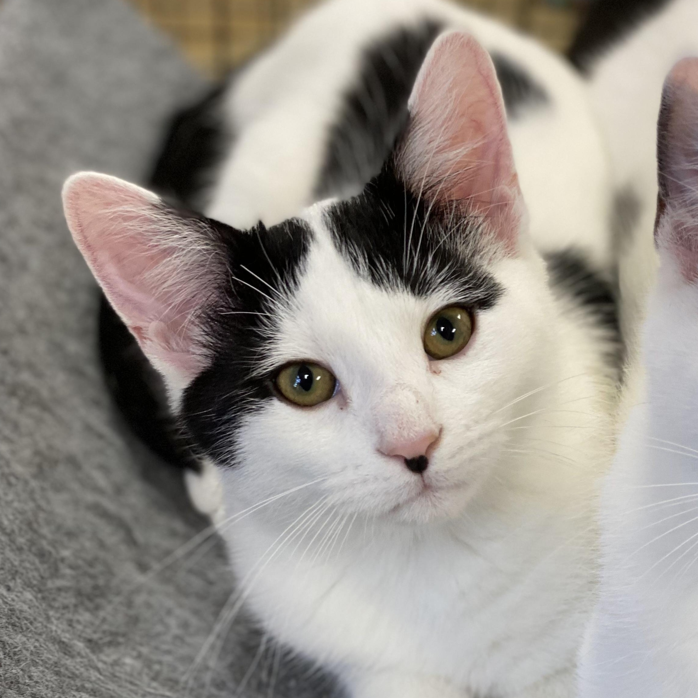 Checkers, Adoptable, Kitten Male Domestic Short Hair.