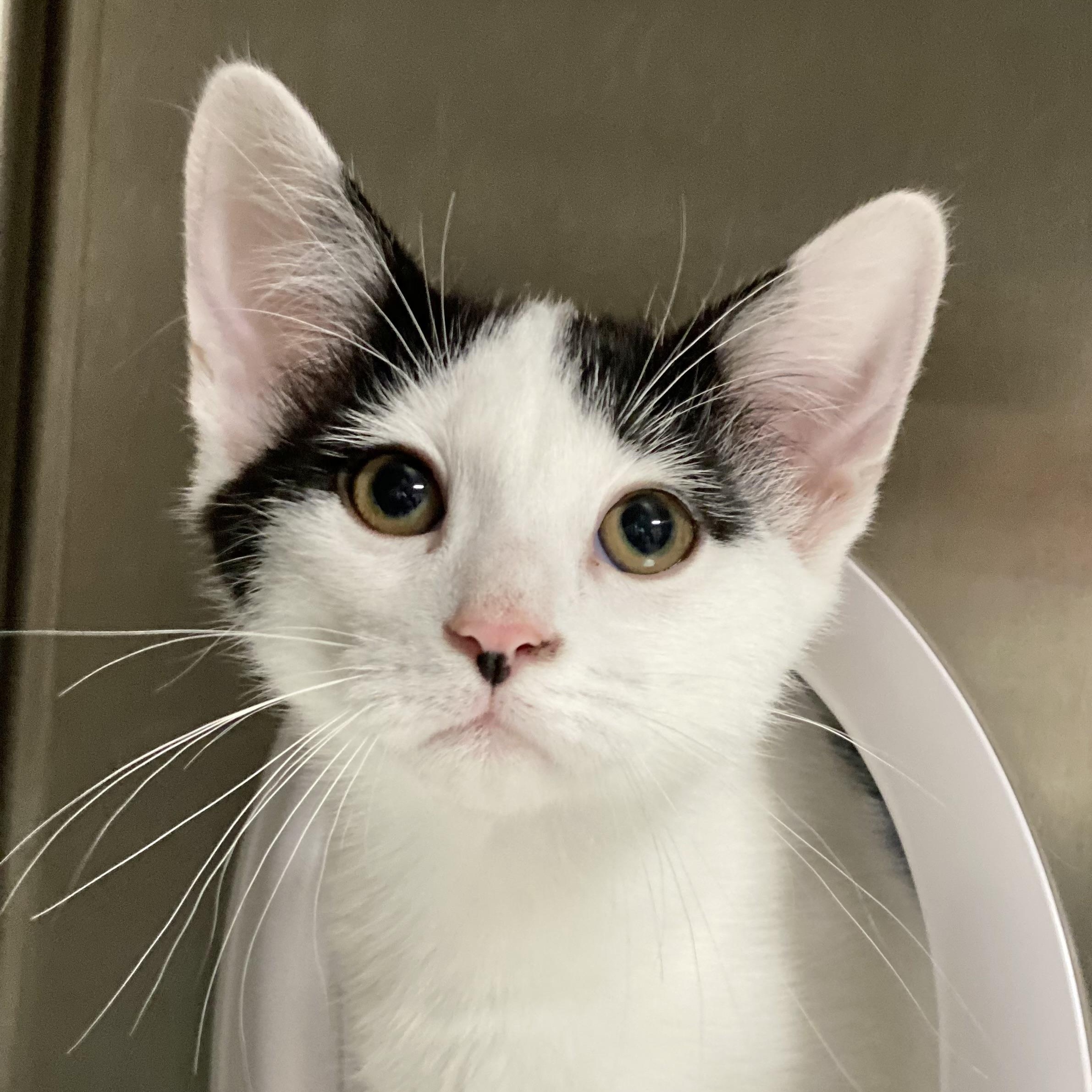 Checkers, a Adoptable Domestic Short Hair in Collierville, TN image 3/4