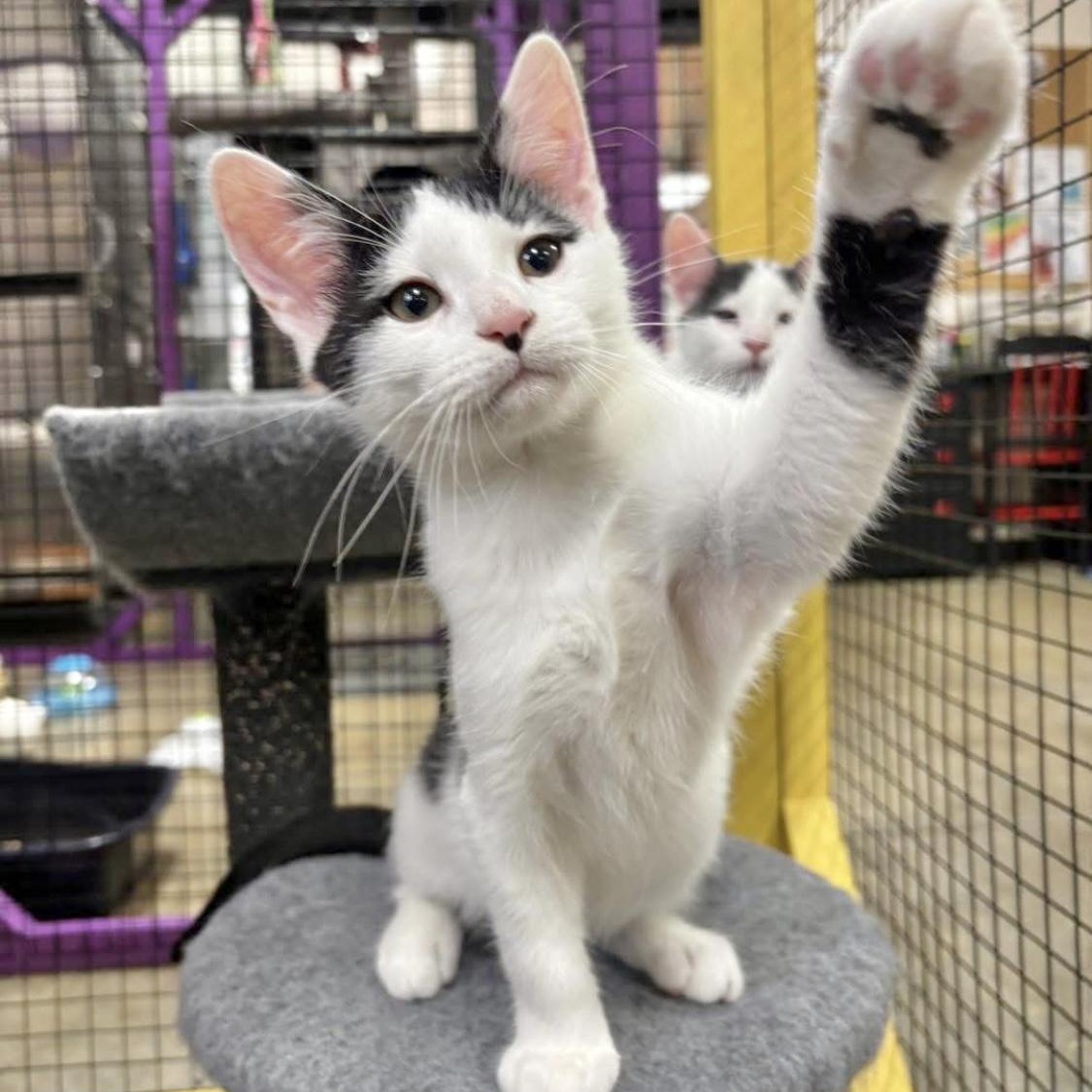 Checkers, a Adoptable Domestic Short Hair in Collierville, TN image 2/4