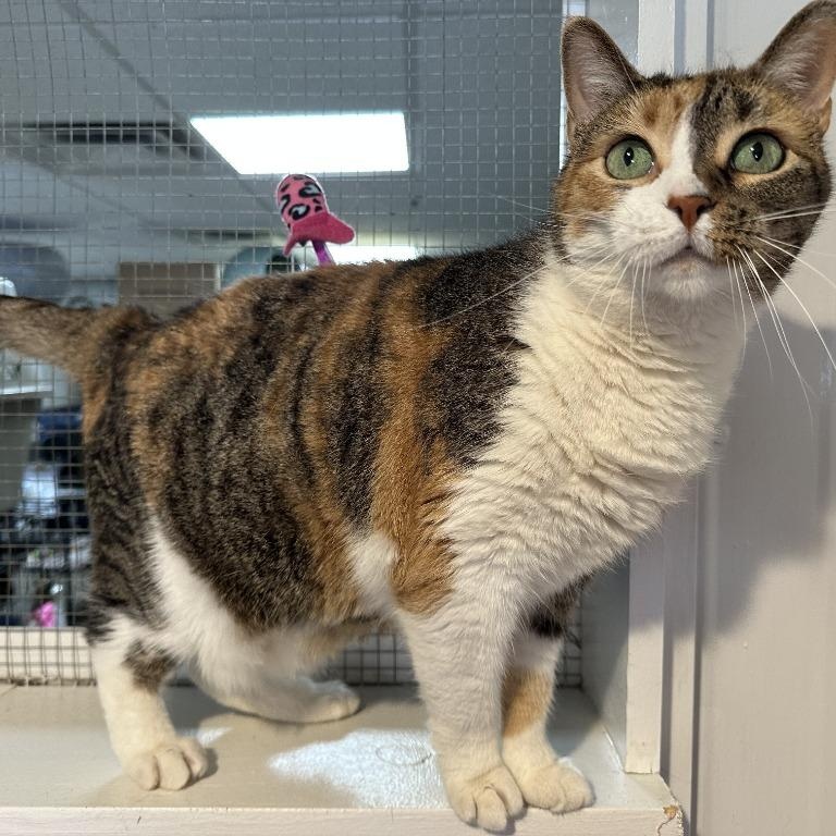 Enlarge Siri, a Adoptable Domestic Short Hair in Benld, IL image 1/2