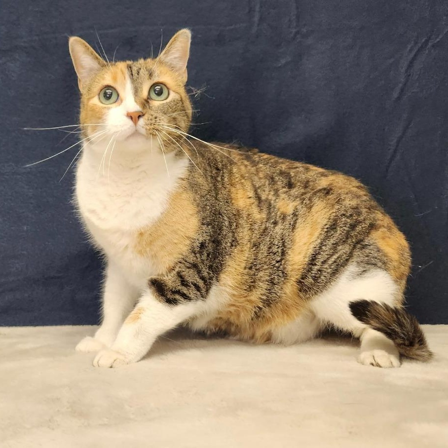 Siri, Adoptable, Adult Female Domestic Short Hair.