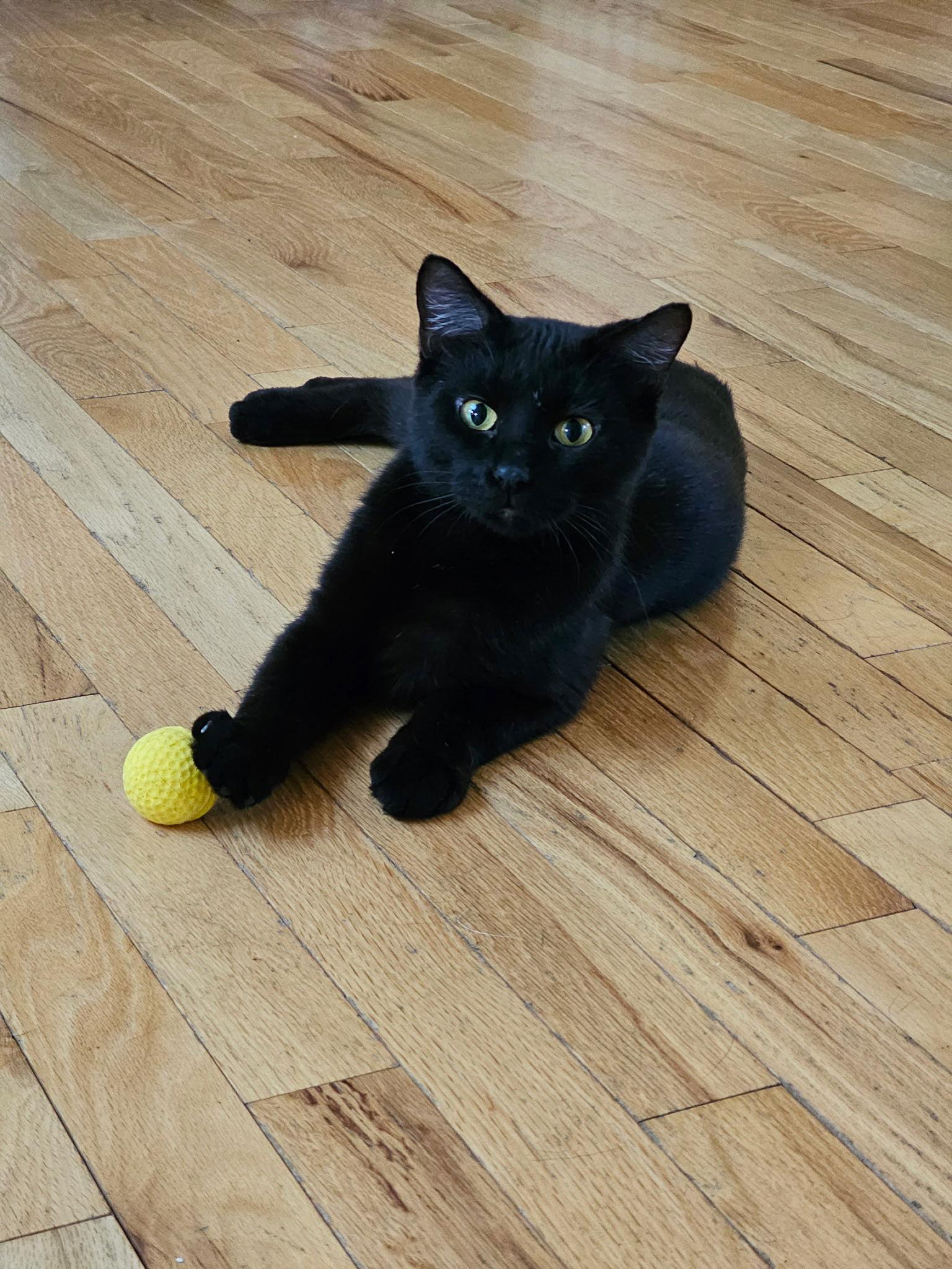 Harold, Adopted, Young Male Domestic Short Hair.