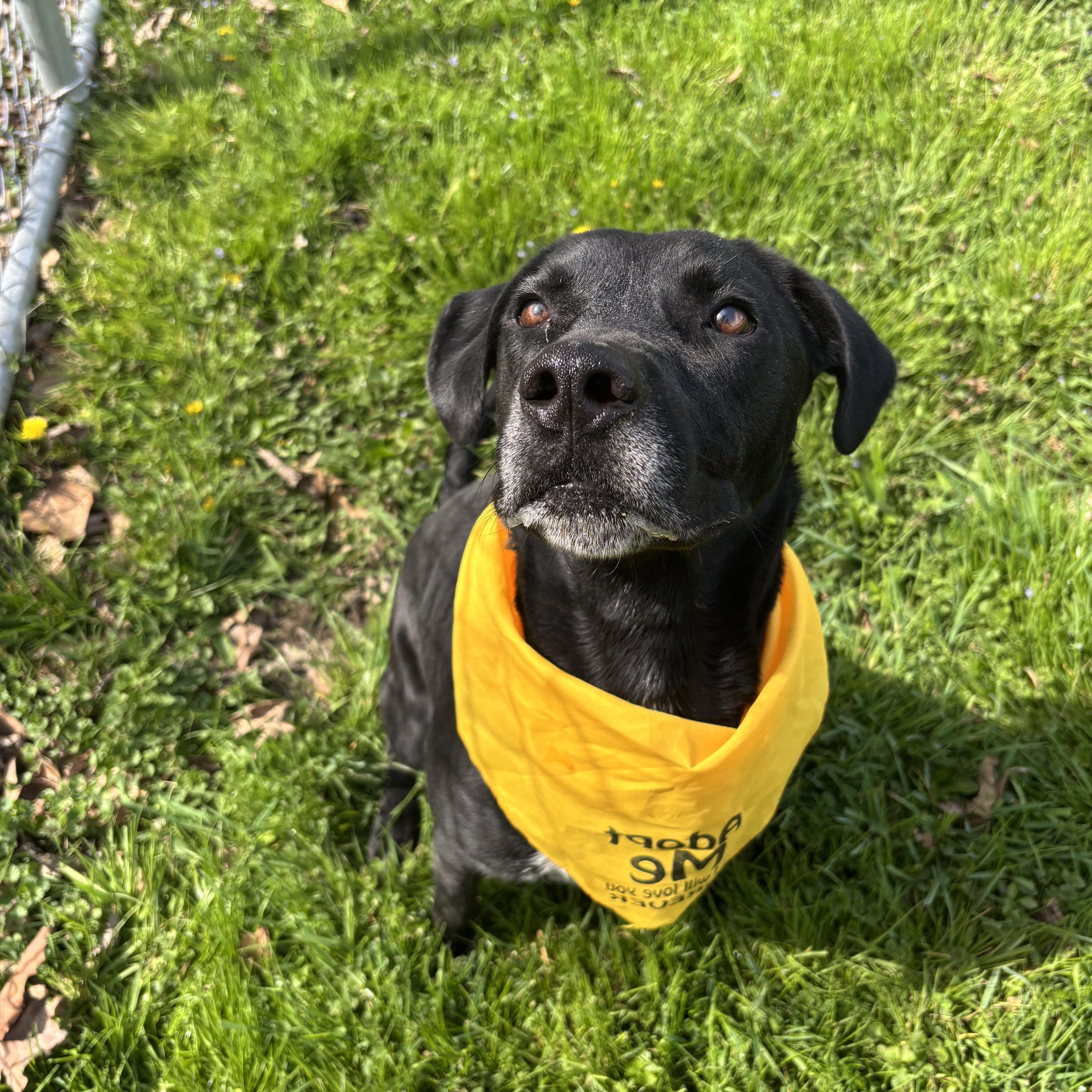 Enlarge Adam, a ADOPTABLE mixed breed in Circleville, OH image 1/5