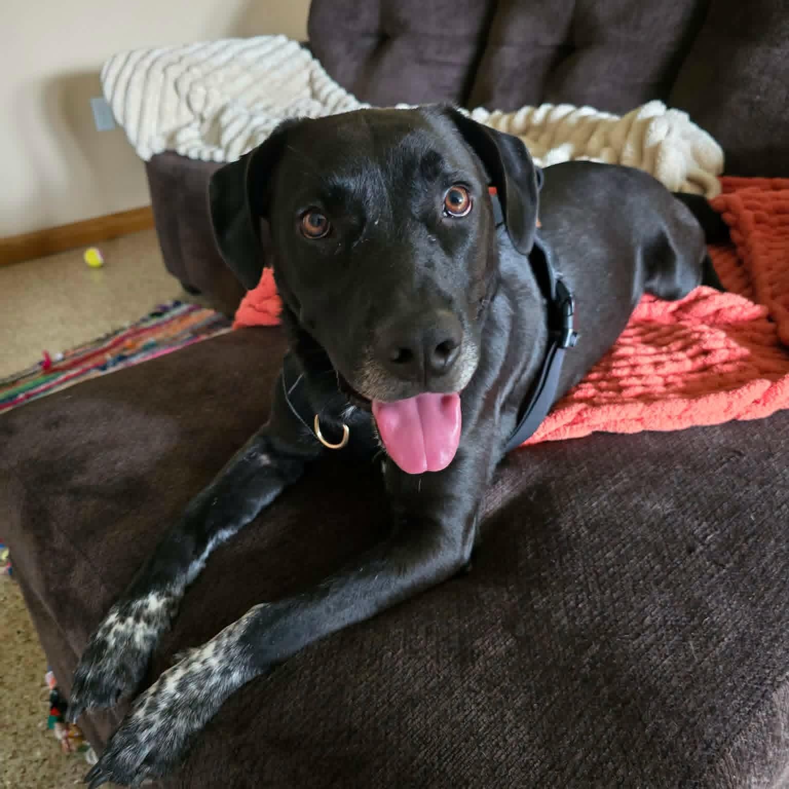 Adam, a ADOPTABLE mixed breed in Circleville, OH image 6/6