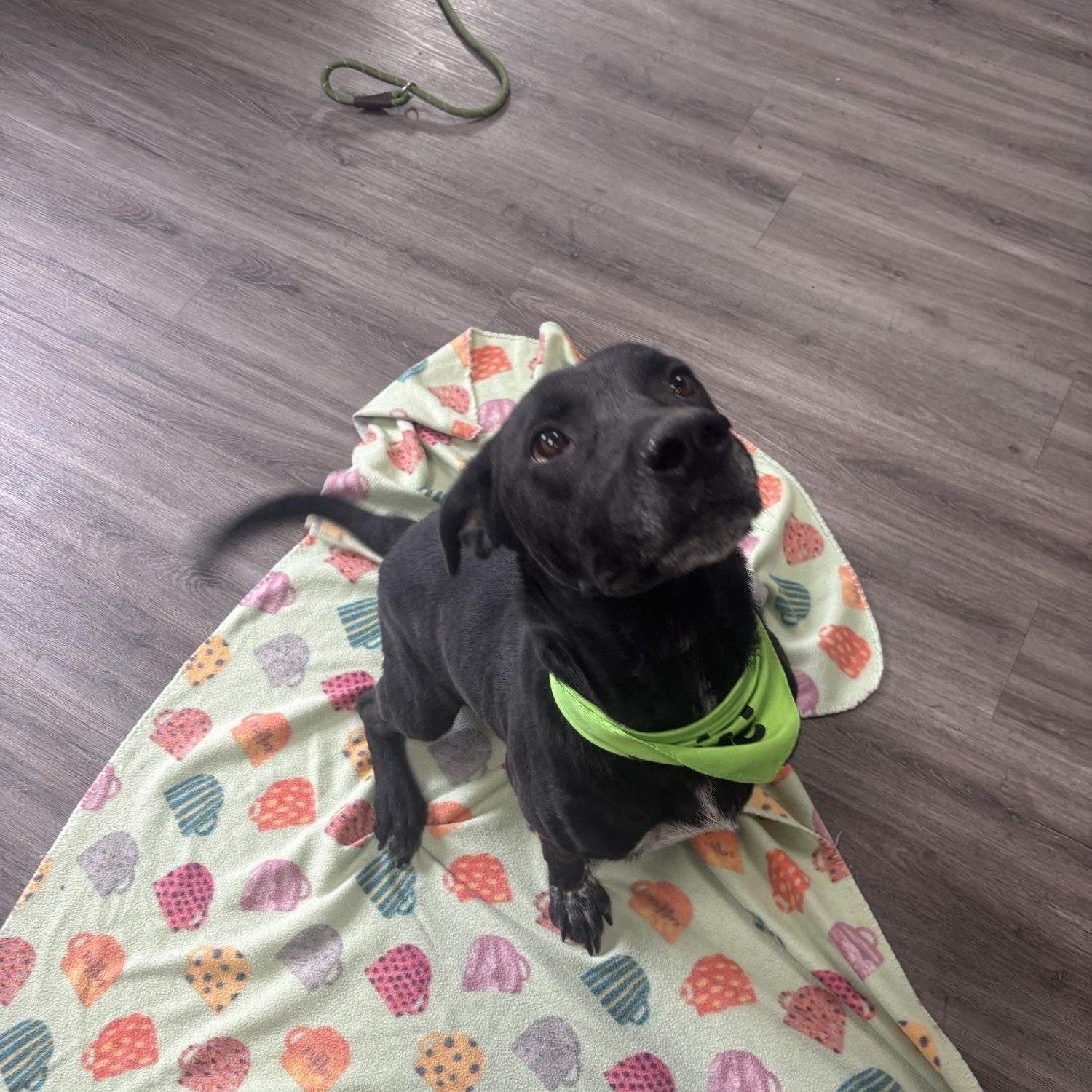 Enlarge Adam, a ADOPTABLE mixed breed in Circleville, OH image 1/1