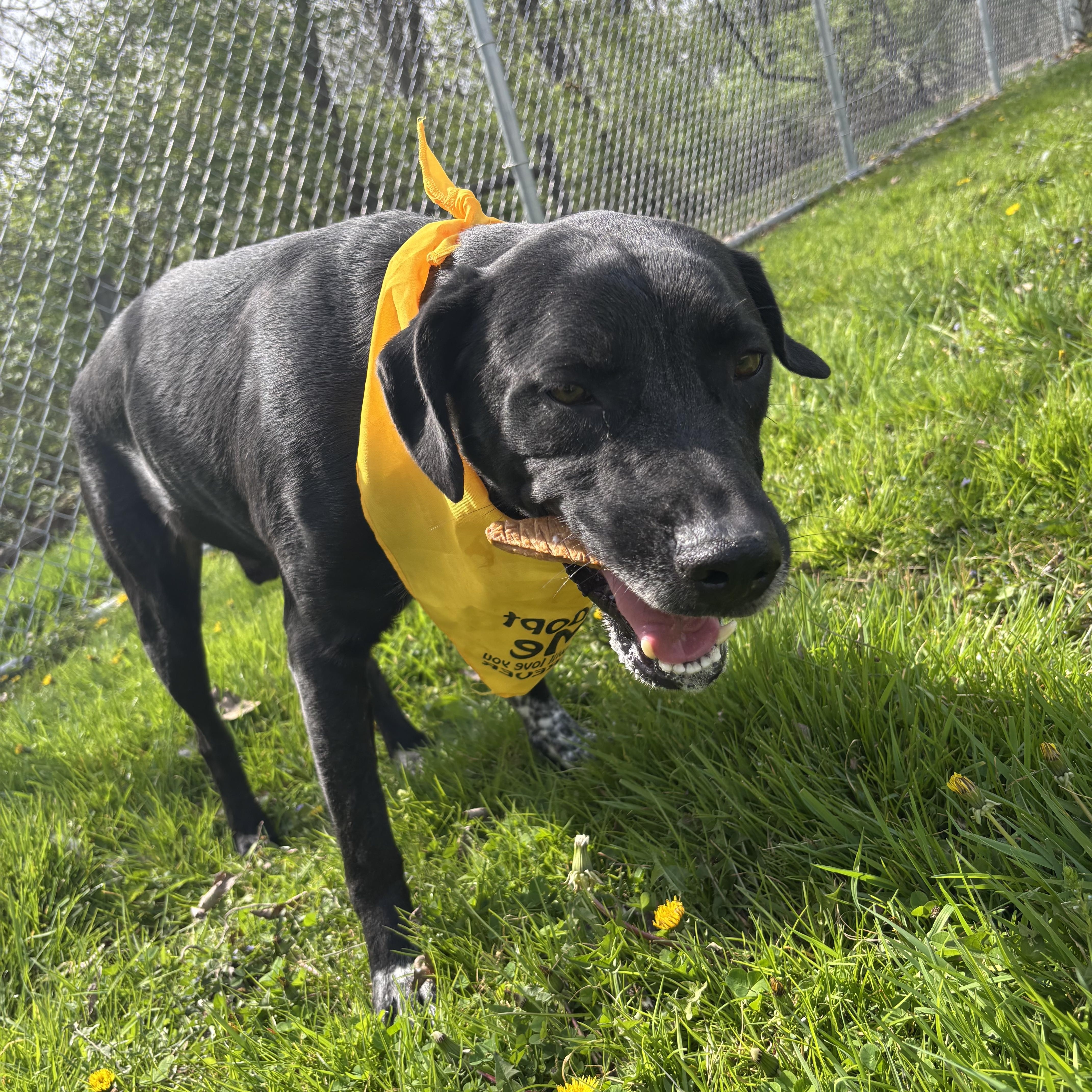 Enlarge Adam, a ADOPTABLE mixed breed in Circleville, OH image 4/5