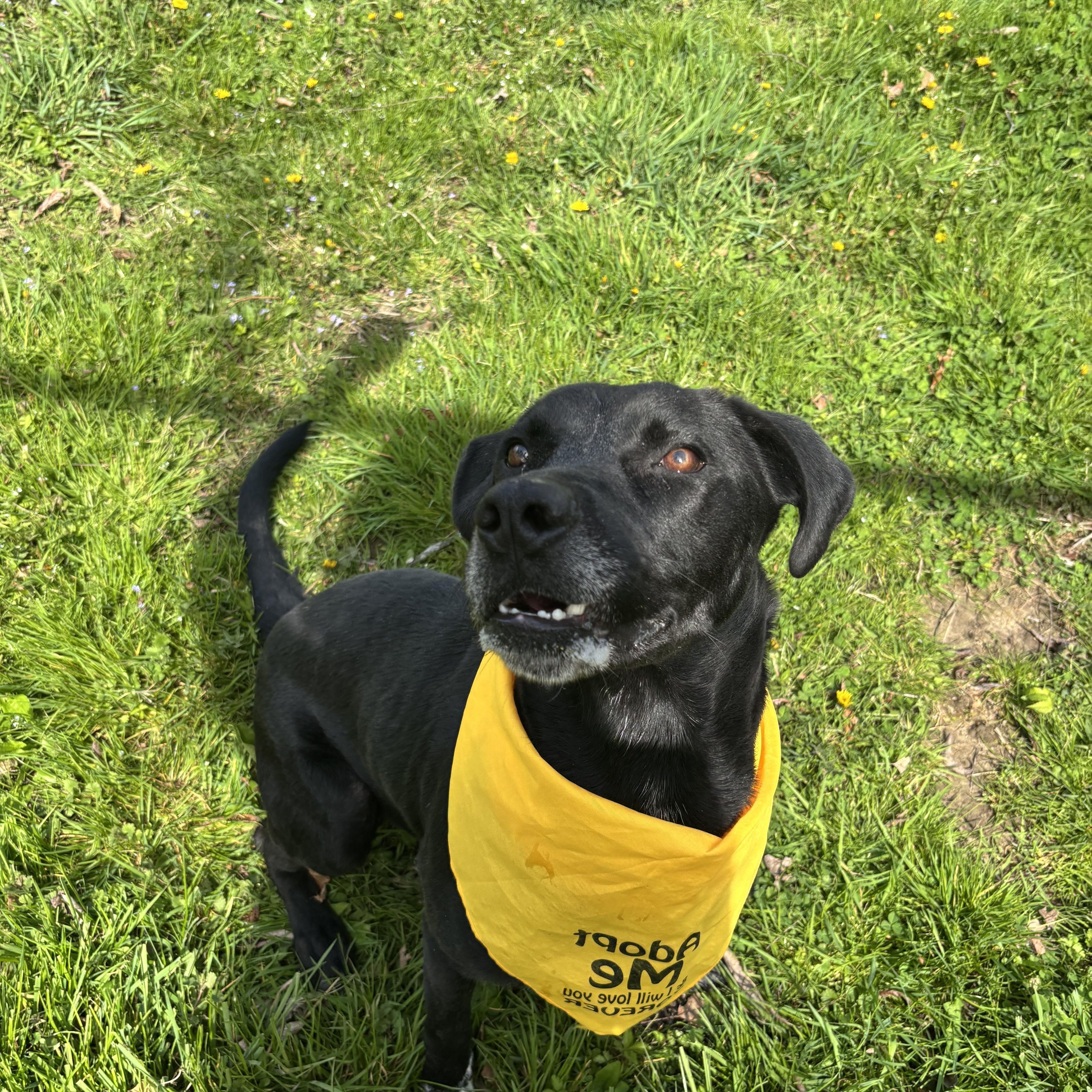 Enlarge Adam, a ADOPTABLE mixed breed in Circleville, OH image 2/5