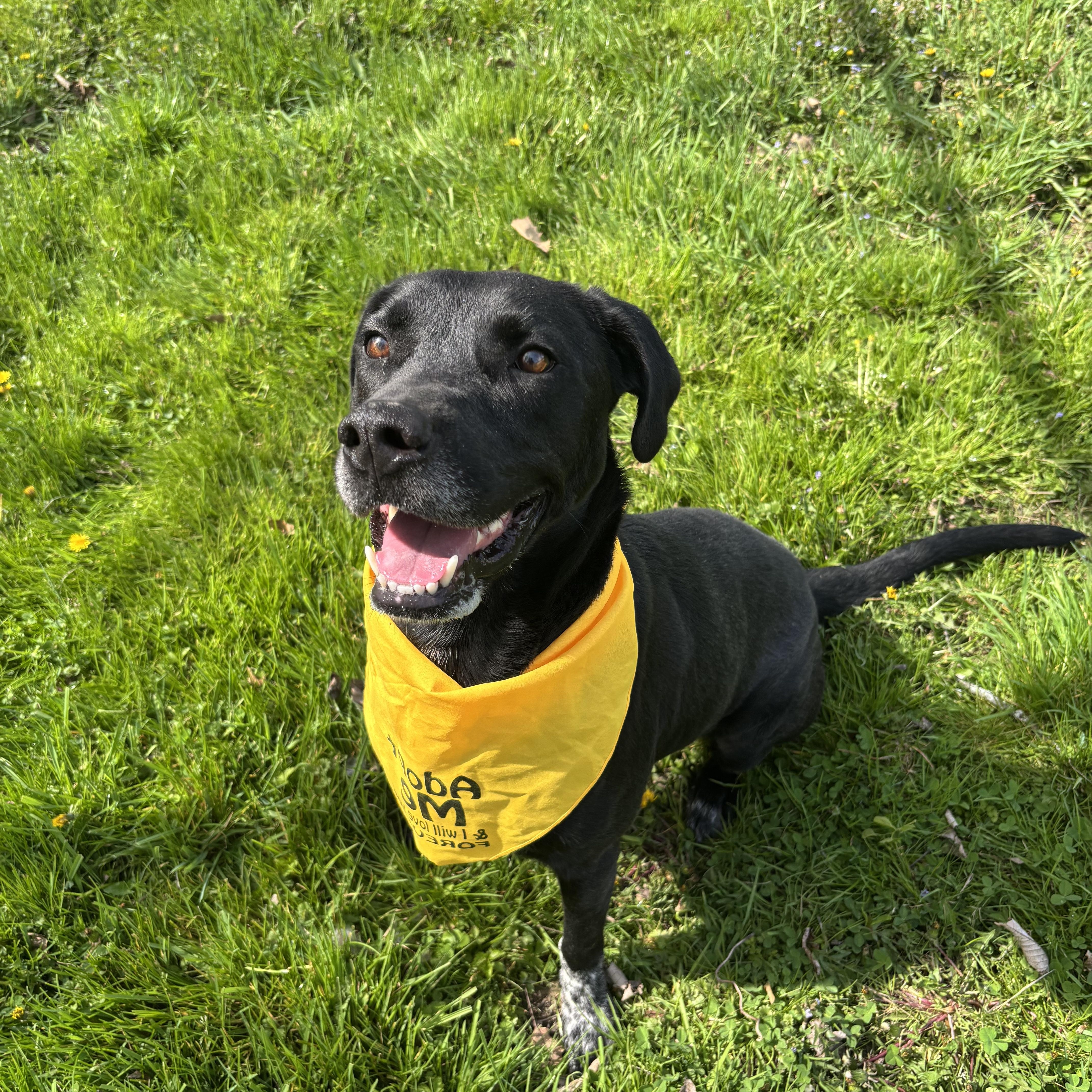 Enlarge Adam, a ADOPTABLE mixed breed in Circleville, OH image 5/5