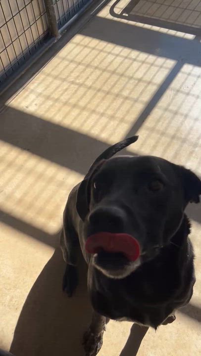 Enlarge Adam, a ADOPTABLE mixed breed in Circleville, OH video 5/5