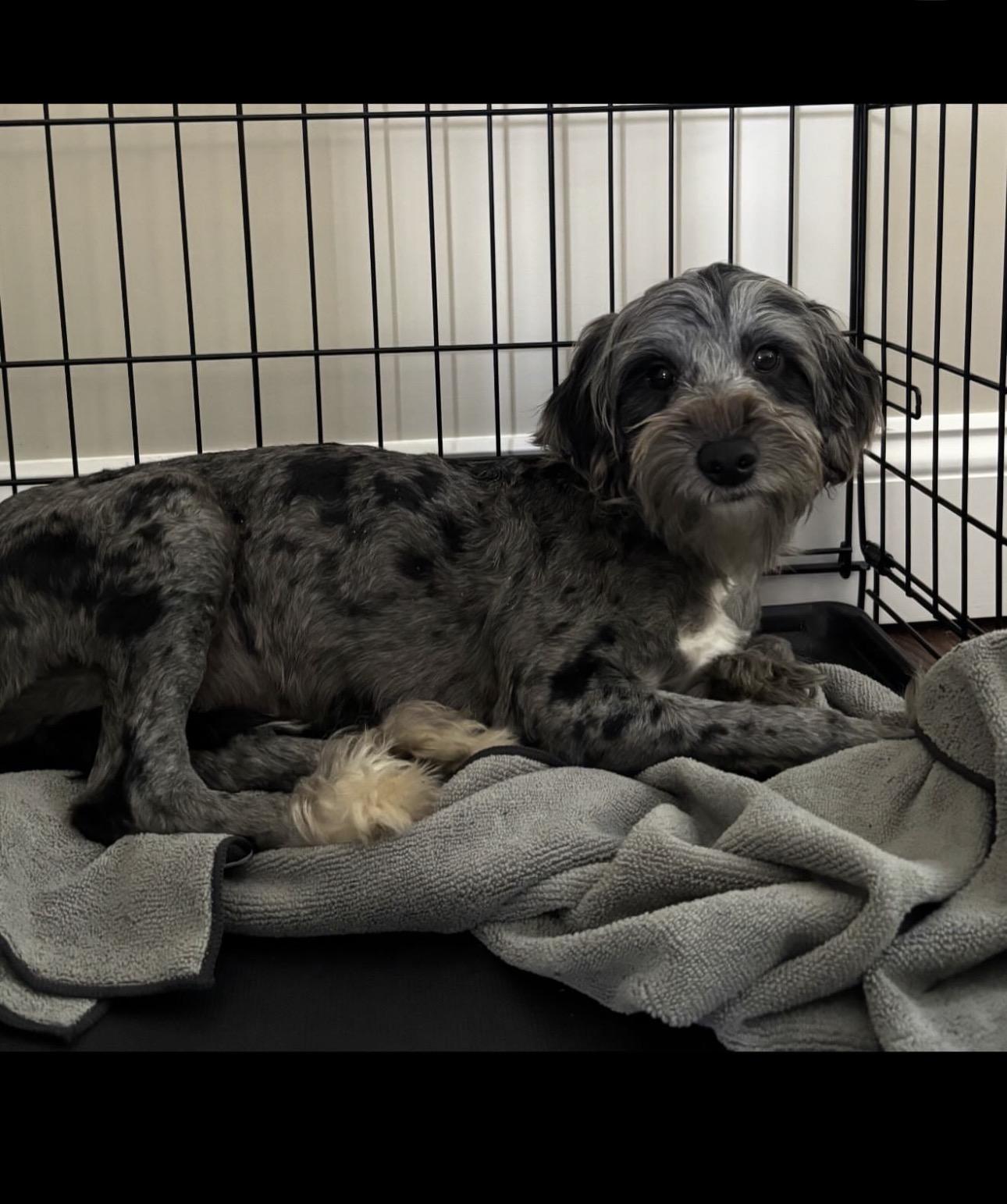 Ricky, a ADOPTABLE mixed breed in South Amboy, NJ image 3/3