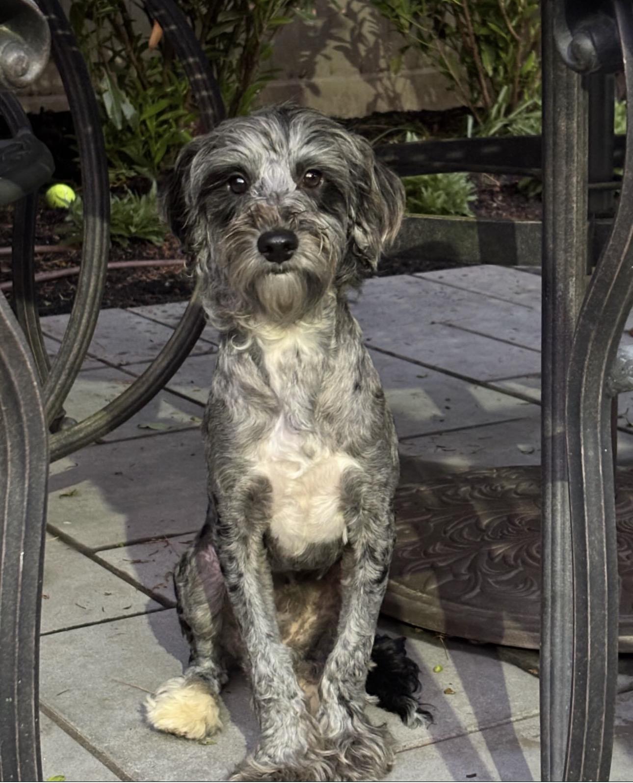 Ricky, a ADOPTABLE mixed breed in South Amboy, NJ image 2/3