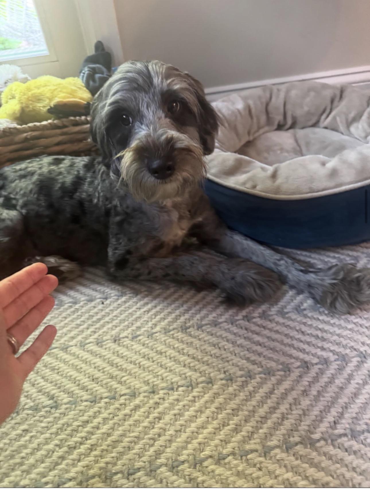 Ricky, ADOPTABLE, Puppy Male Portuguese Water Dog & Poodle.