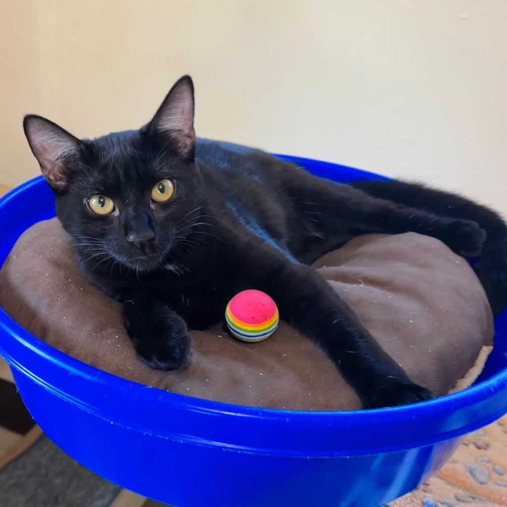 Enlarge Tootles, a Adoptable mixed breed in Cambria, CA image 1/6