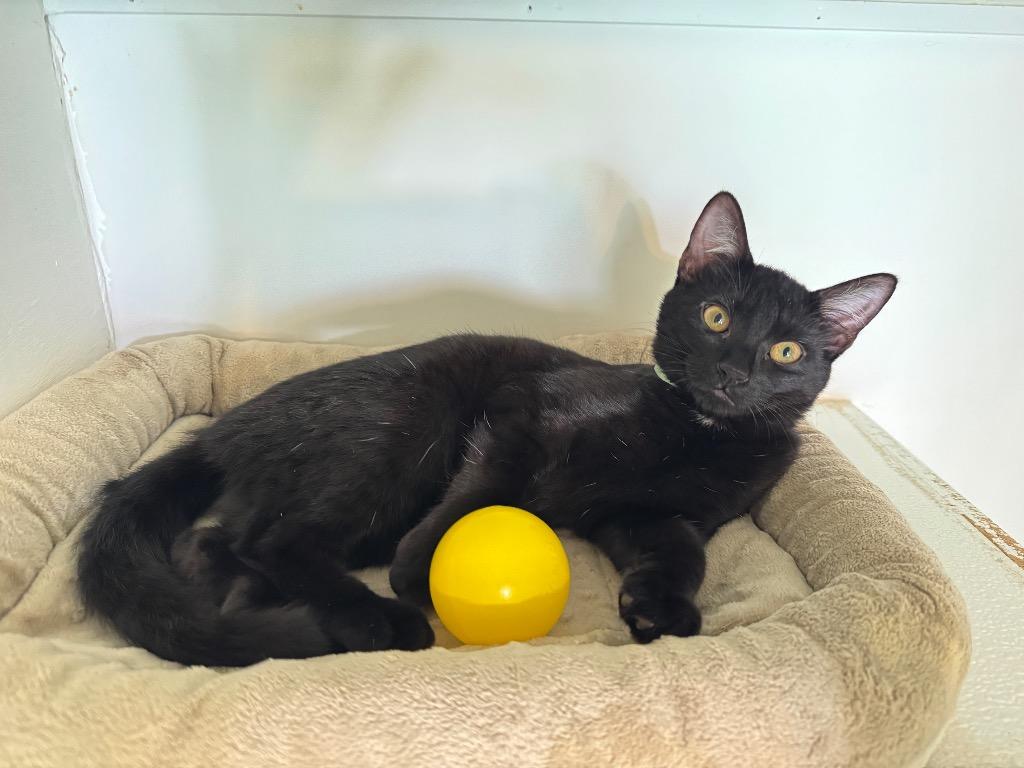 Enlarge Tootles, a Adoptable mixed breed in Cambria, CA image 2/6