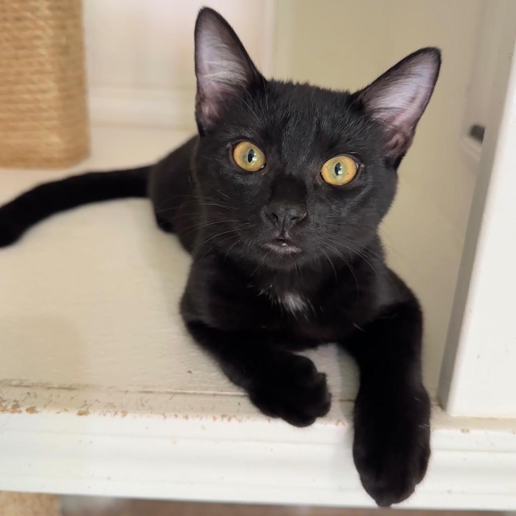 Enlarge Tootles, a Adoptable mixed breed in Cambria, CA image 3/6
