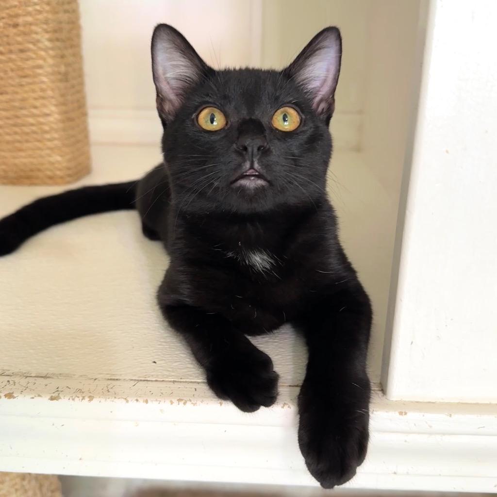 Enlarge Tootles, a Adoptable mixed breed in Cambria, CA image 5/6