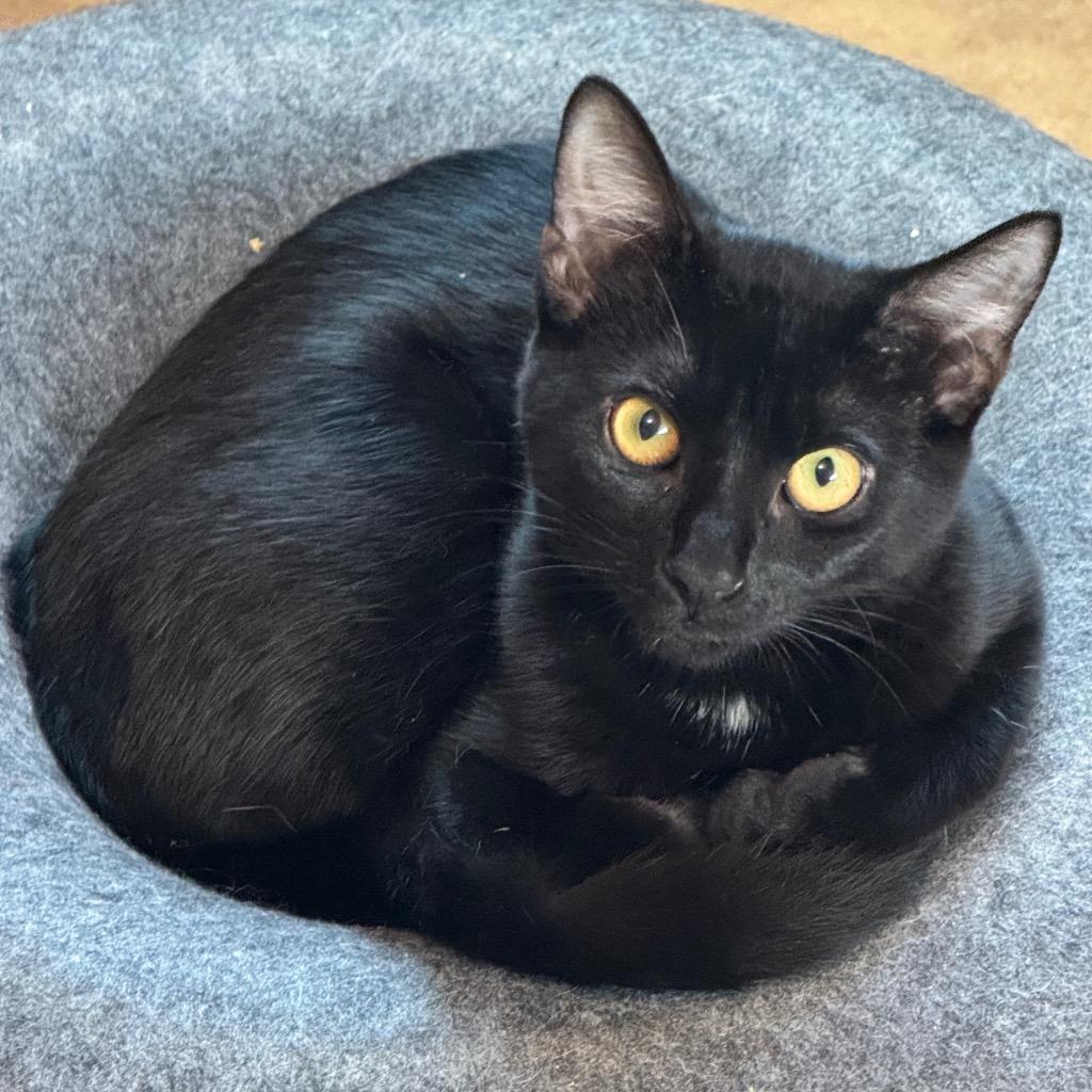 Enlarge Tootles, a Adoptable mixed breed in Cambria, CA image 6/6