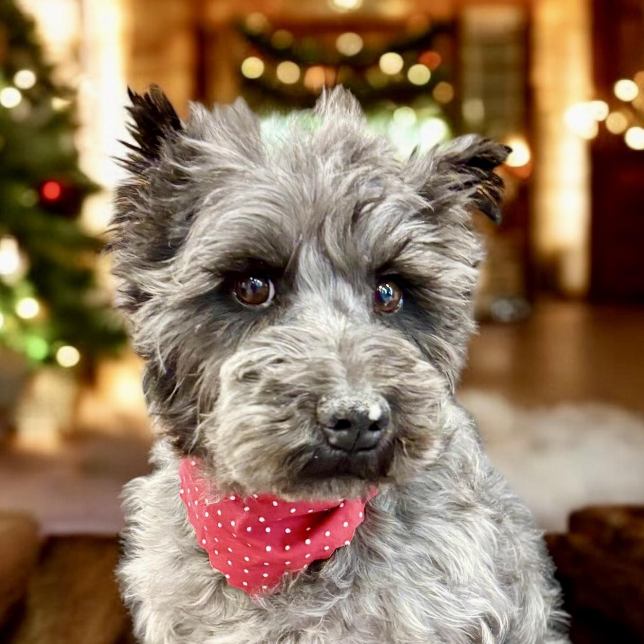 Dog for adoption - Sammy, a Miniature Schnauzer in Perry, IA | Petfinder