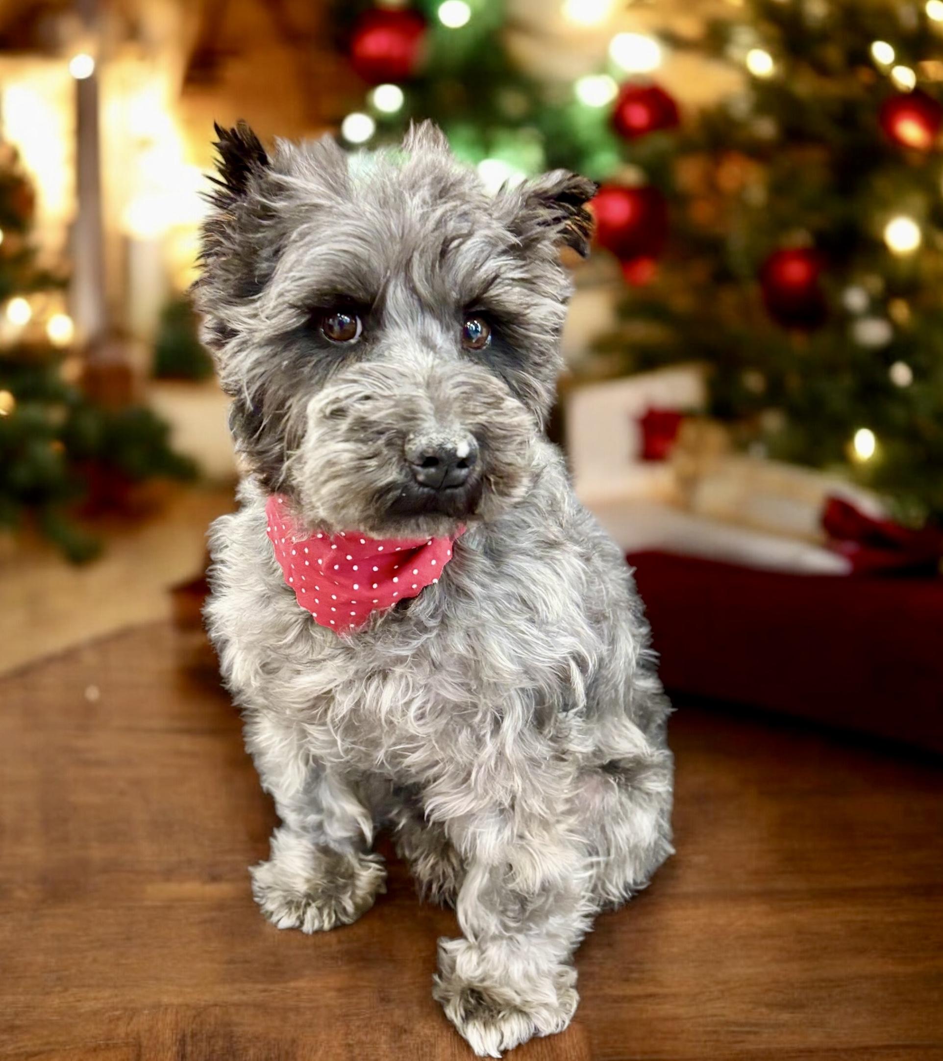 Dog for adoption - Sammy, a Miniature Schnauzer in Perry, IA | Petfinder